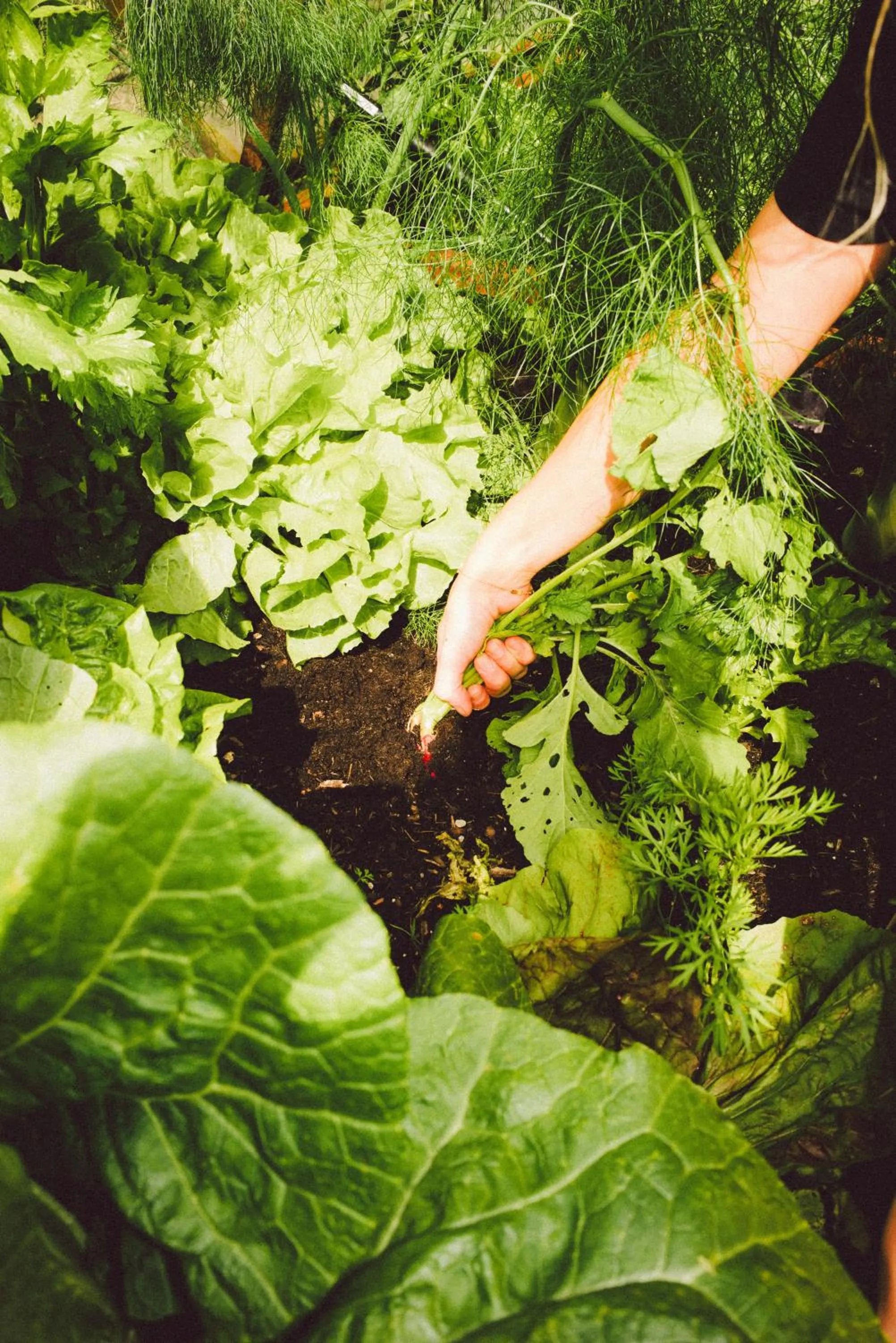 Garden in Heimspitze - Alpenhotel SKI-IN & Wirtshaus