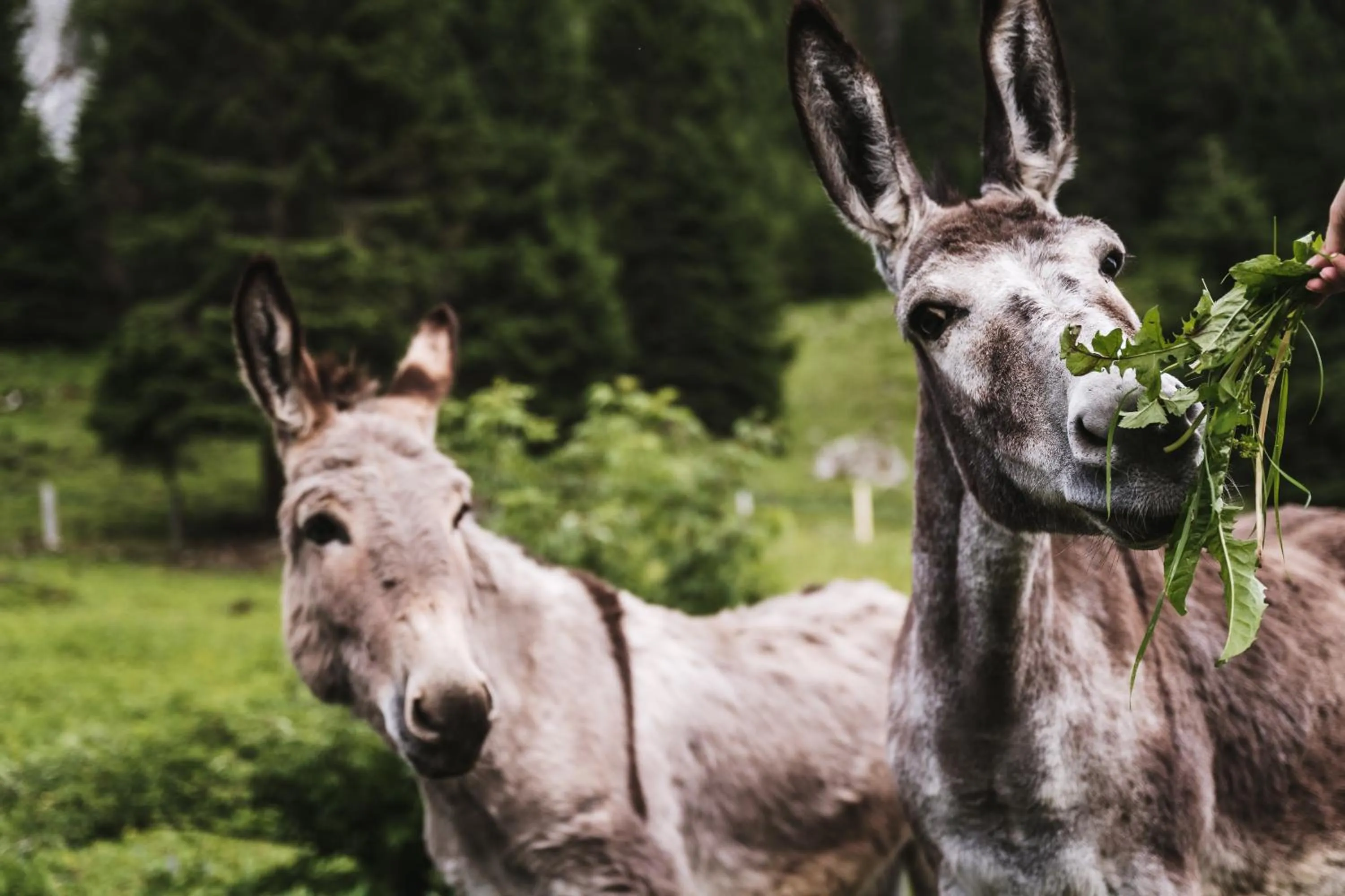 Animals in Heimspitze - Alpenhotel SKI-IN & Wirtshaus