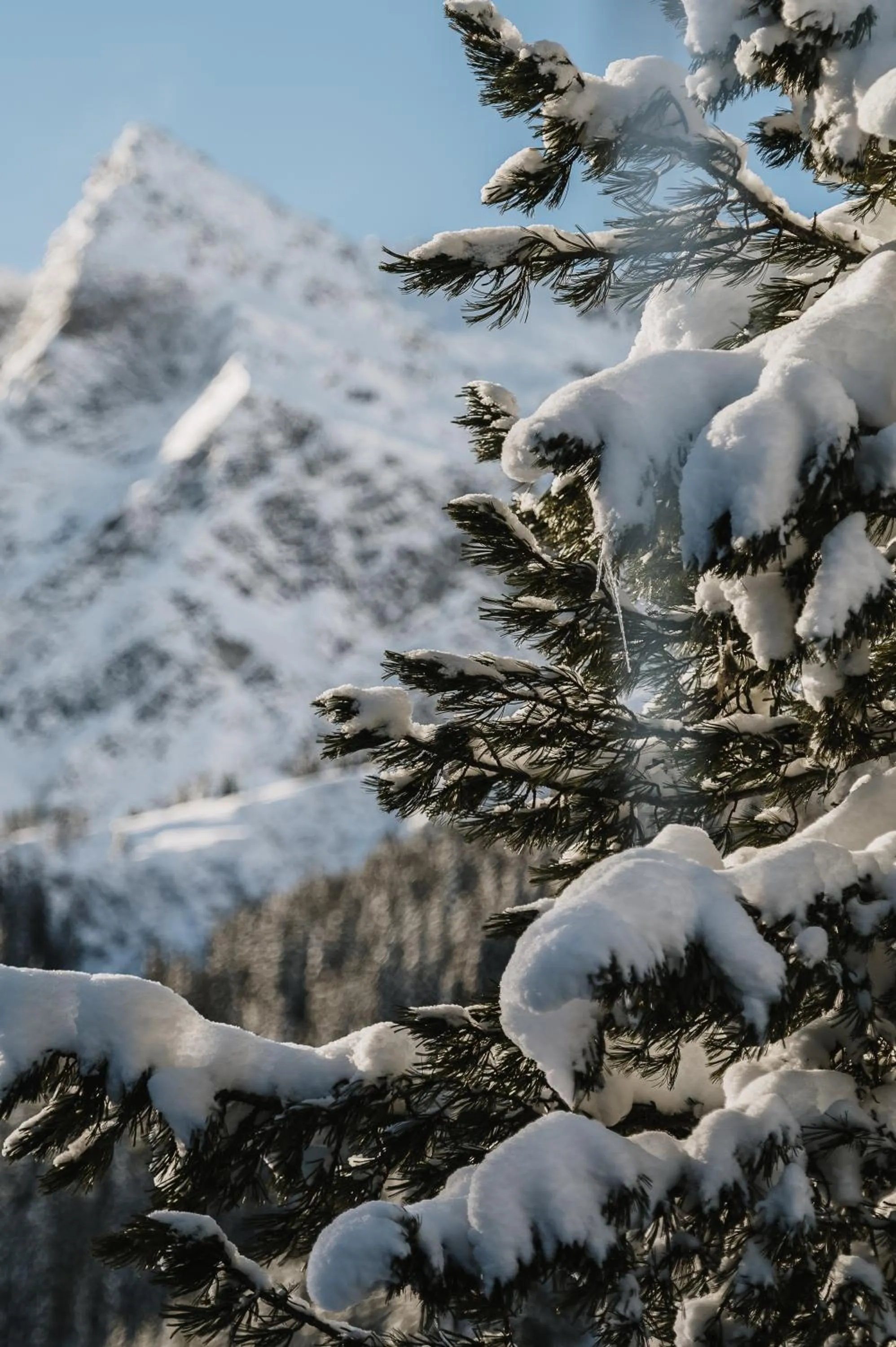 Day in Heimspitze - Alpenhotel SKI-IN & Wirtshaus