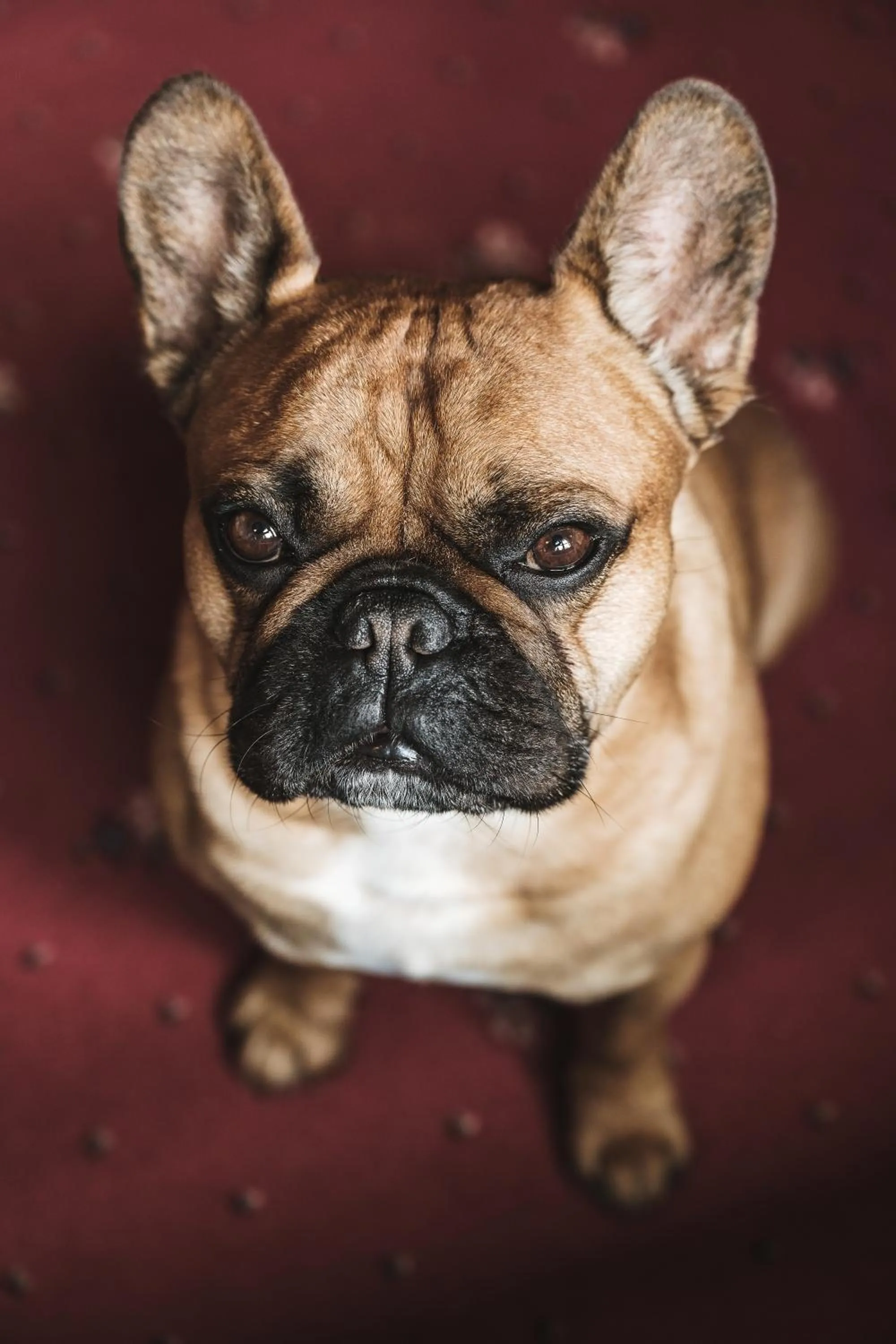 Pets in Heimspitze - Alpenhotel SKI-IN & Wirtshaus