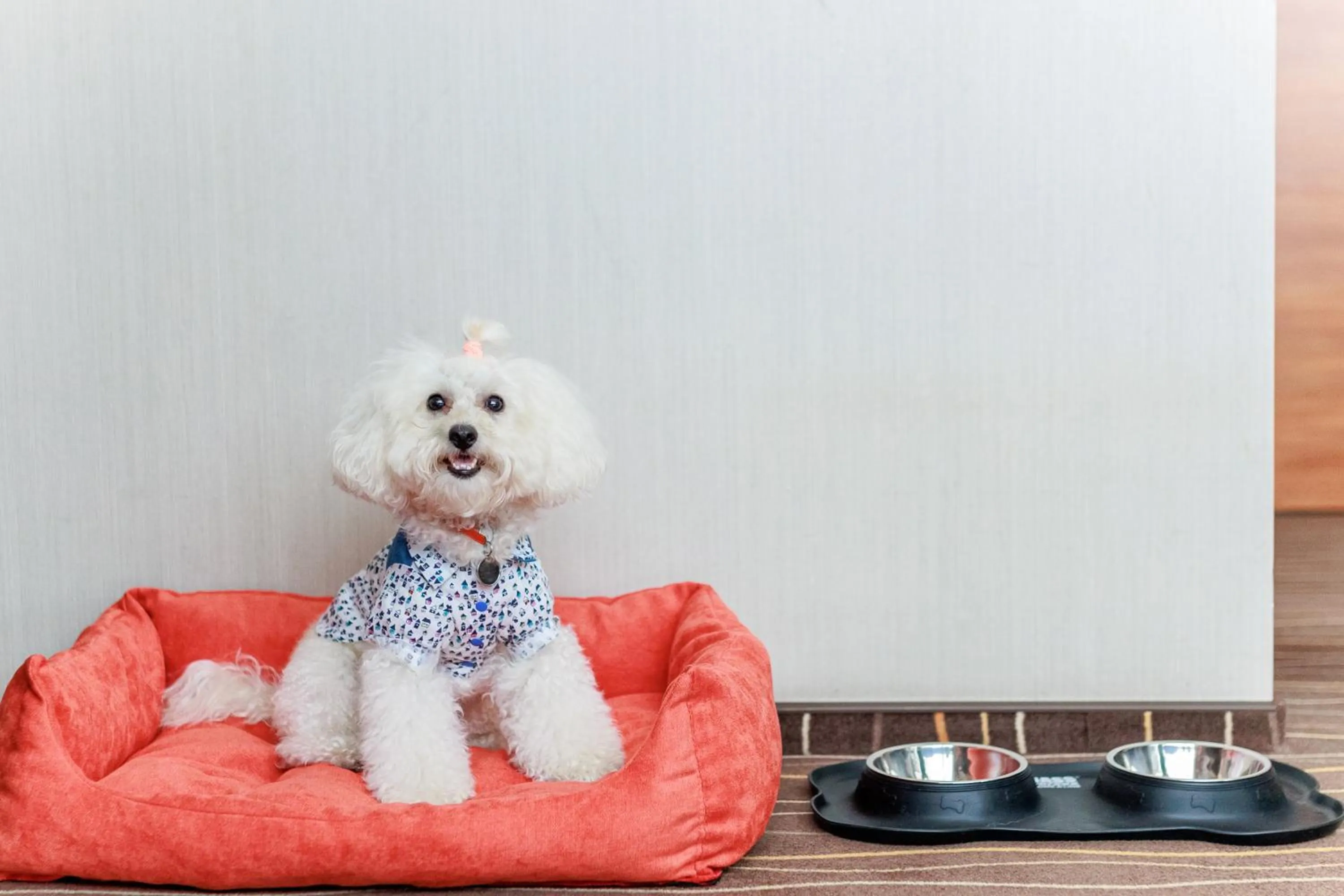 Pets in Taurus City Hotel