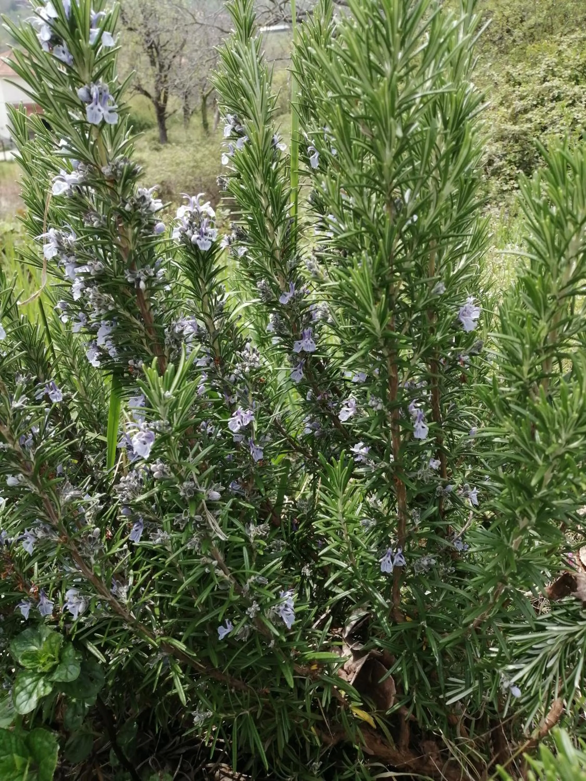 Spring in Vaela Hotel Cultural Resort