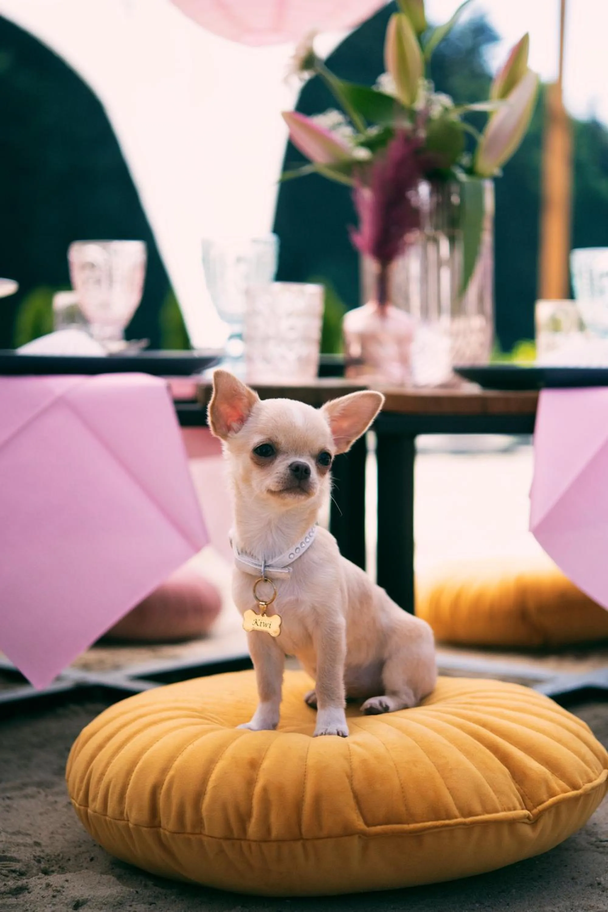 Pets in Hotel Kotarz Spa&Wellness