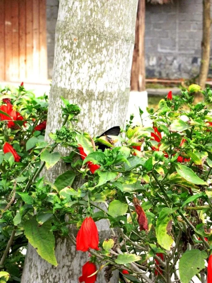 Garden view in Whisper Nature Bungalow & Resort
