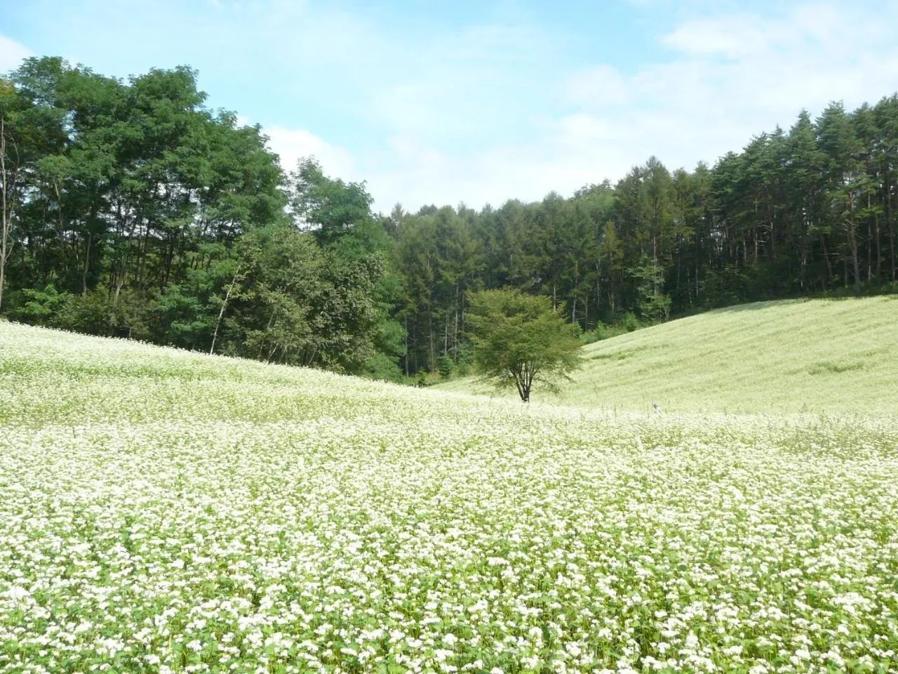 Summer in Canadian Loghouse Inn AzuminoYujin