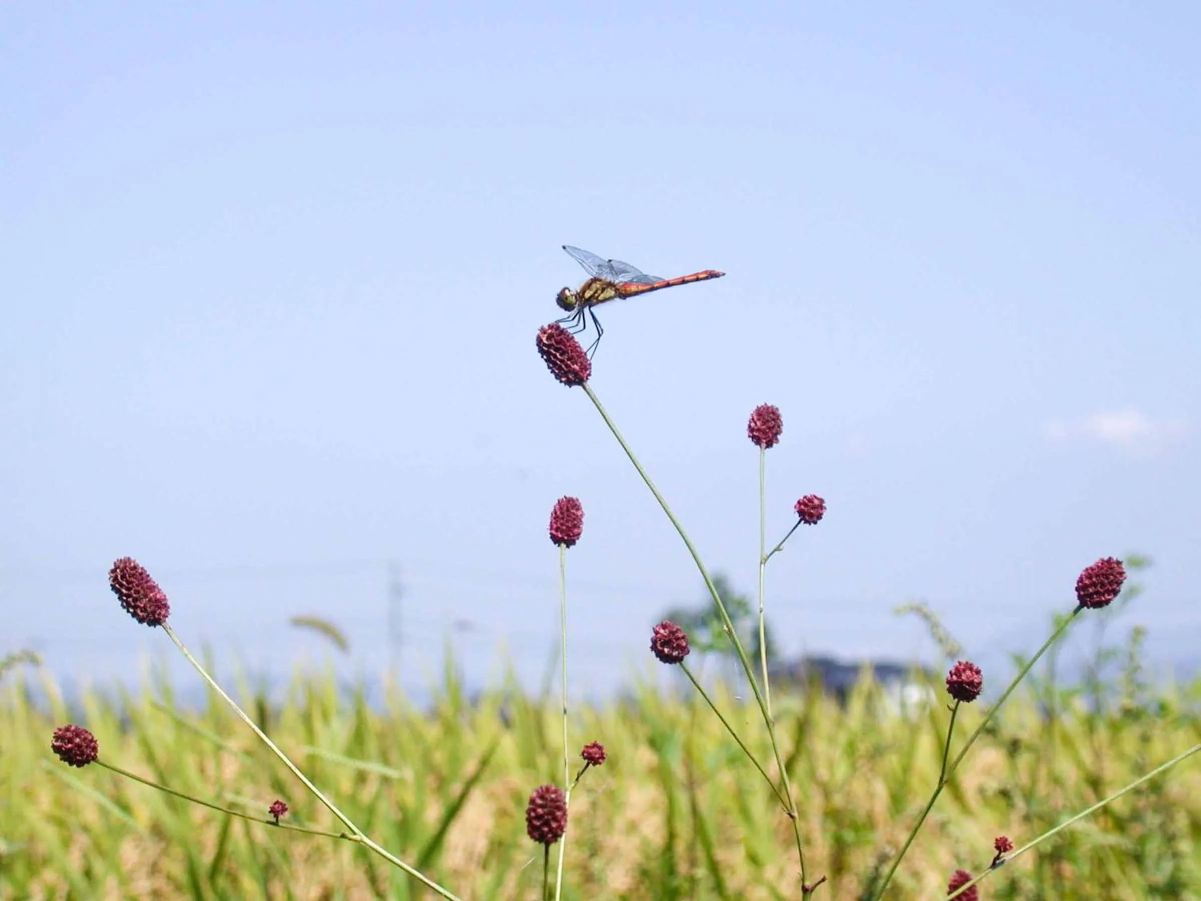 Off site in Canadian Loghouse Inn AzuminoYujin