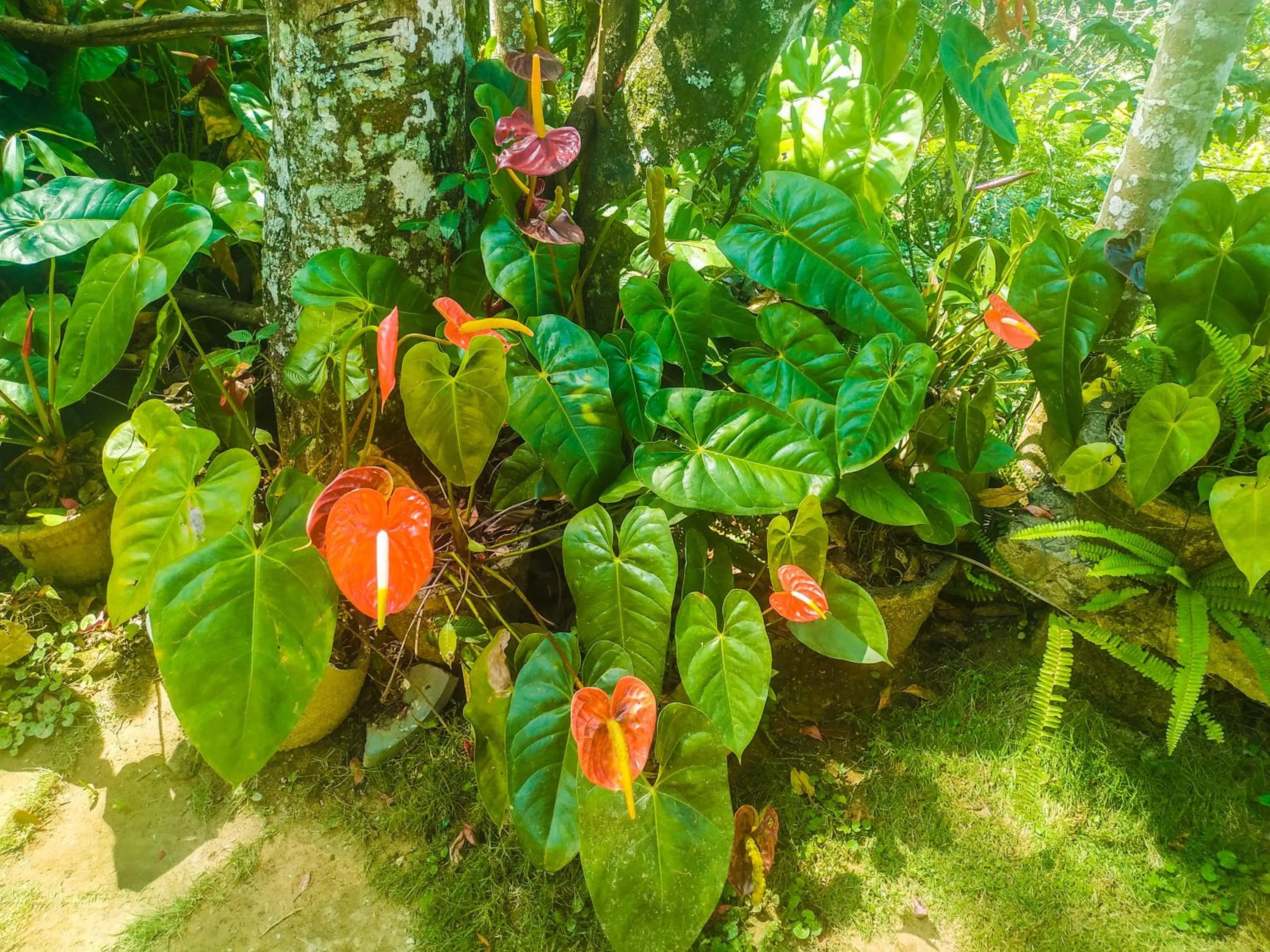 Samadhi Nature Resort