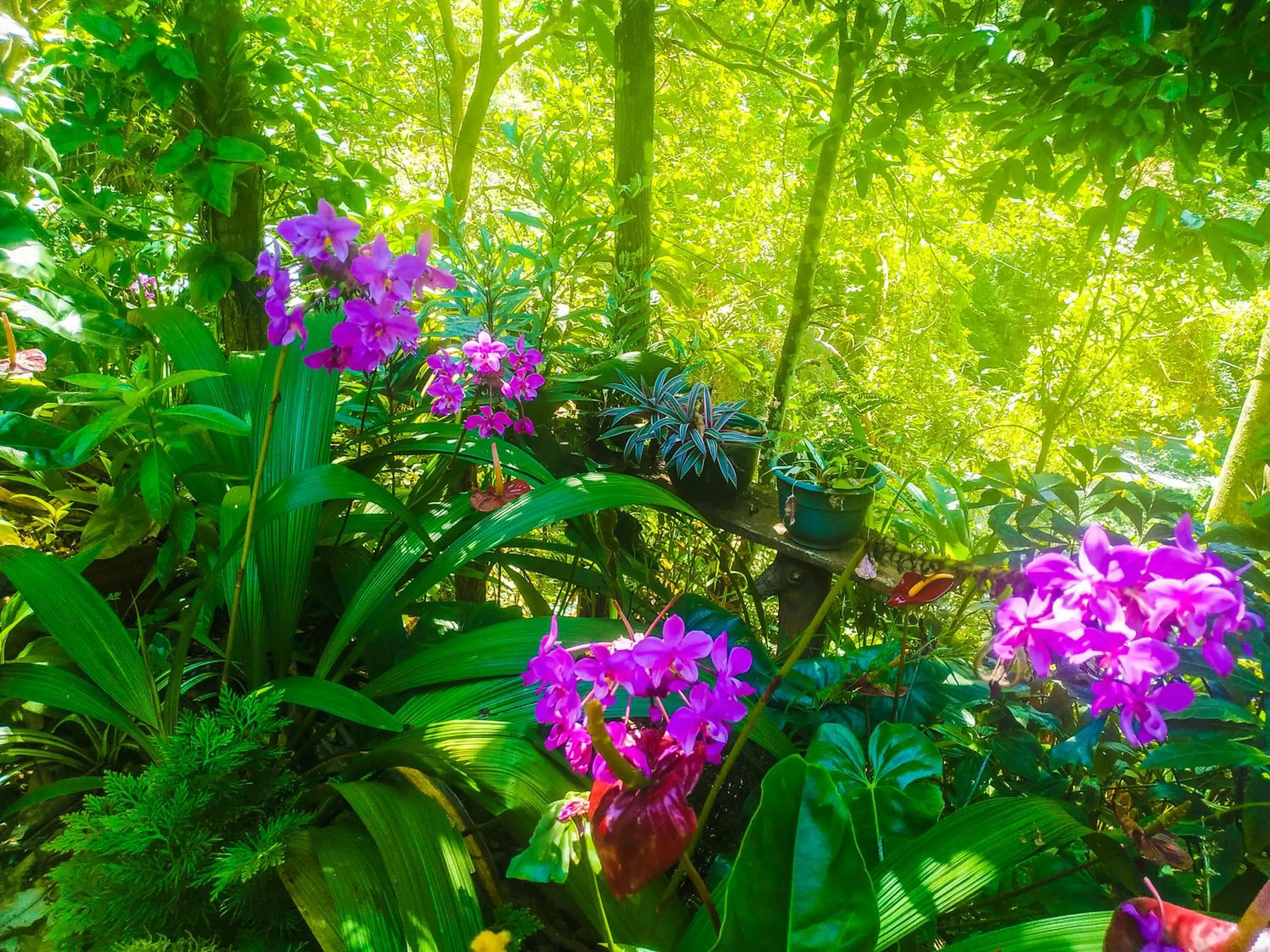 Garden in Samadhi Nature Resort