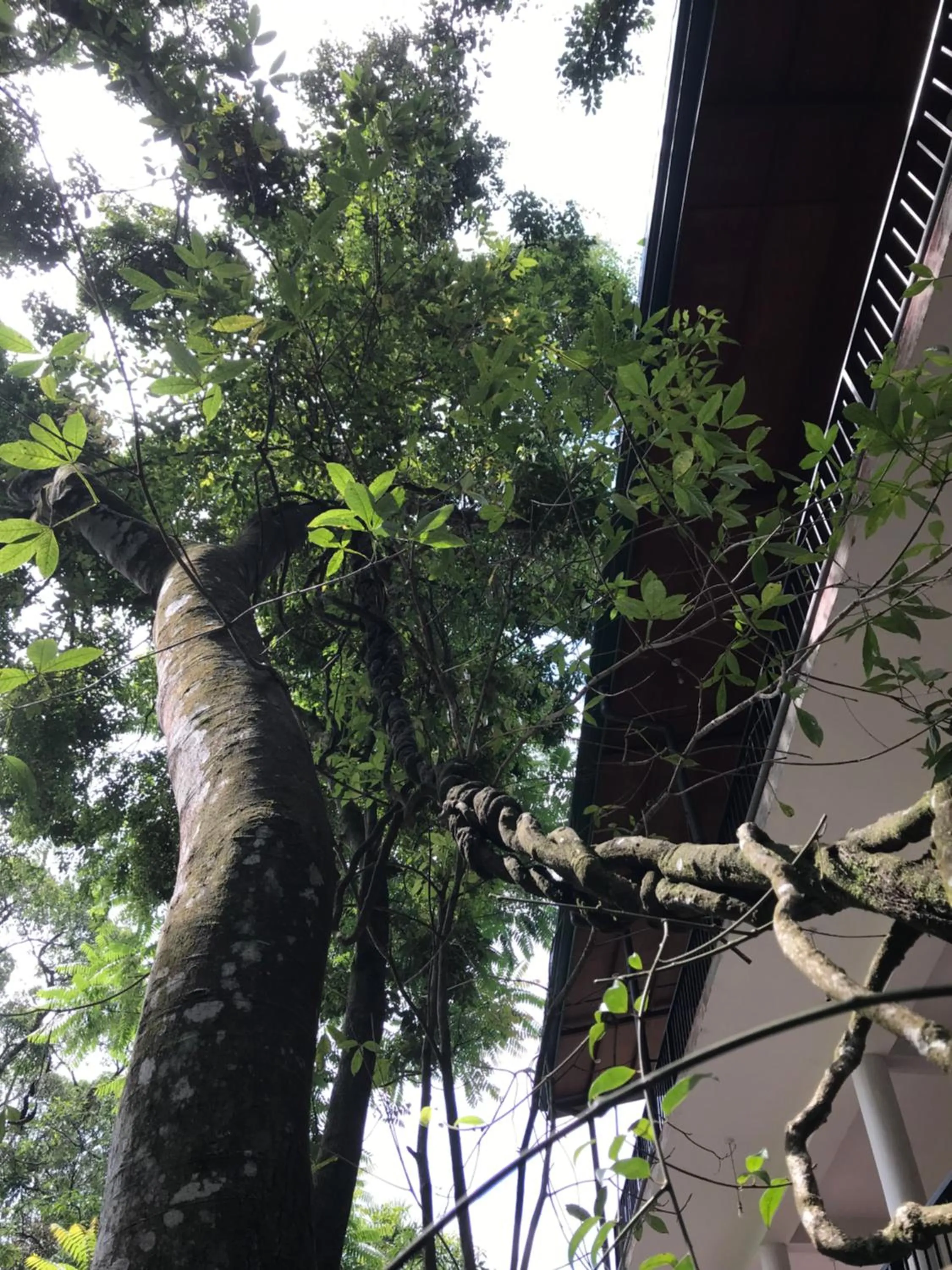 Samadhi Nature Resort