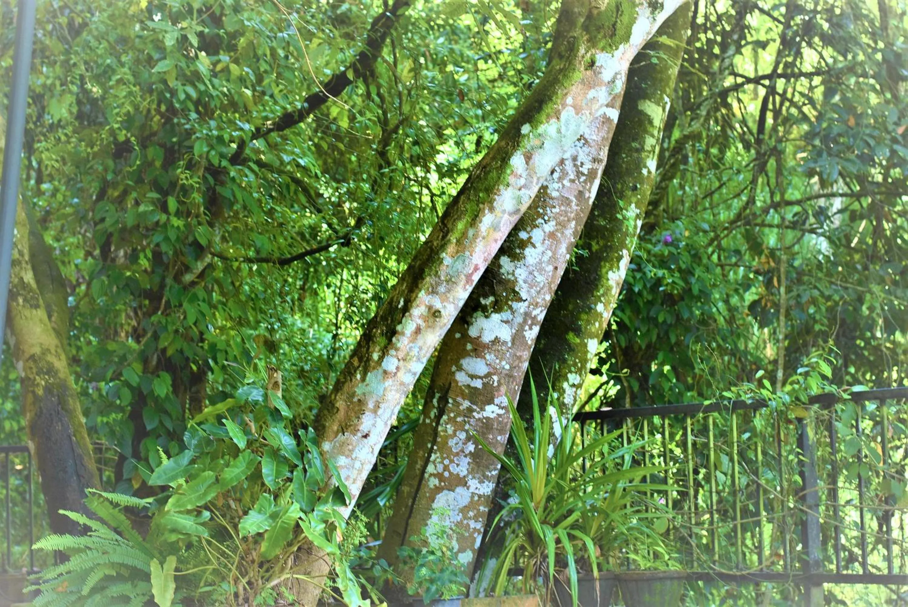 Samadhi Nature Resort