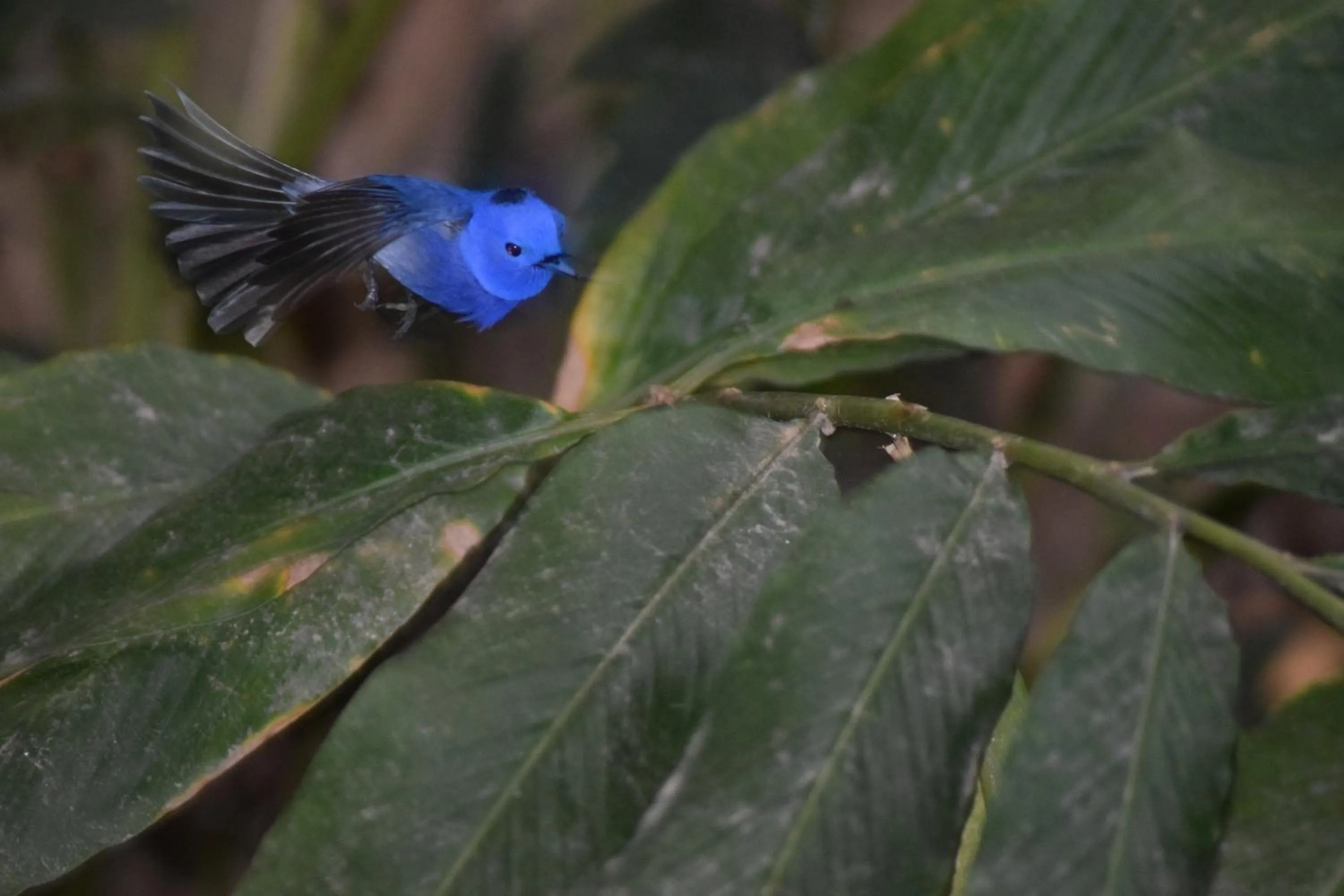 Samadhi Nature Resort