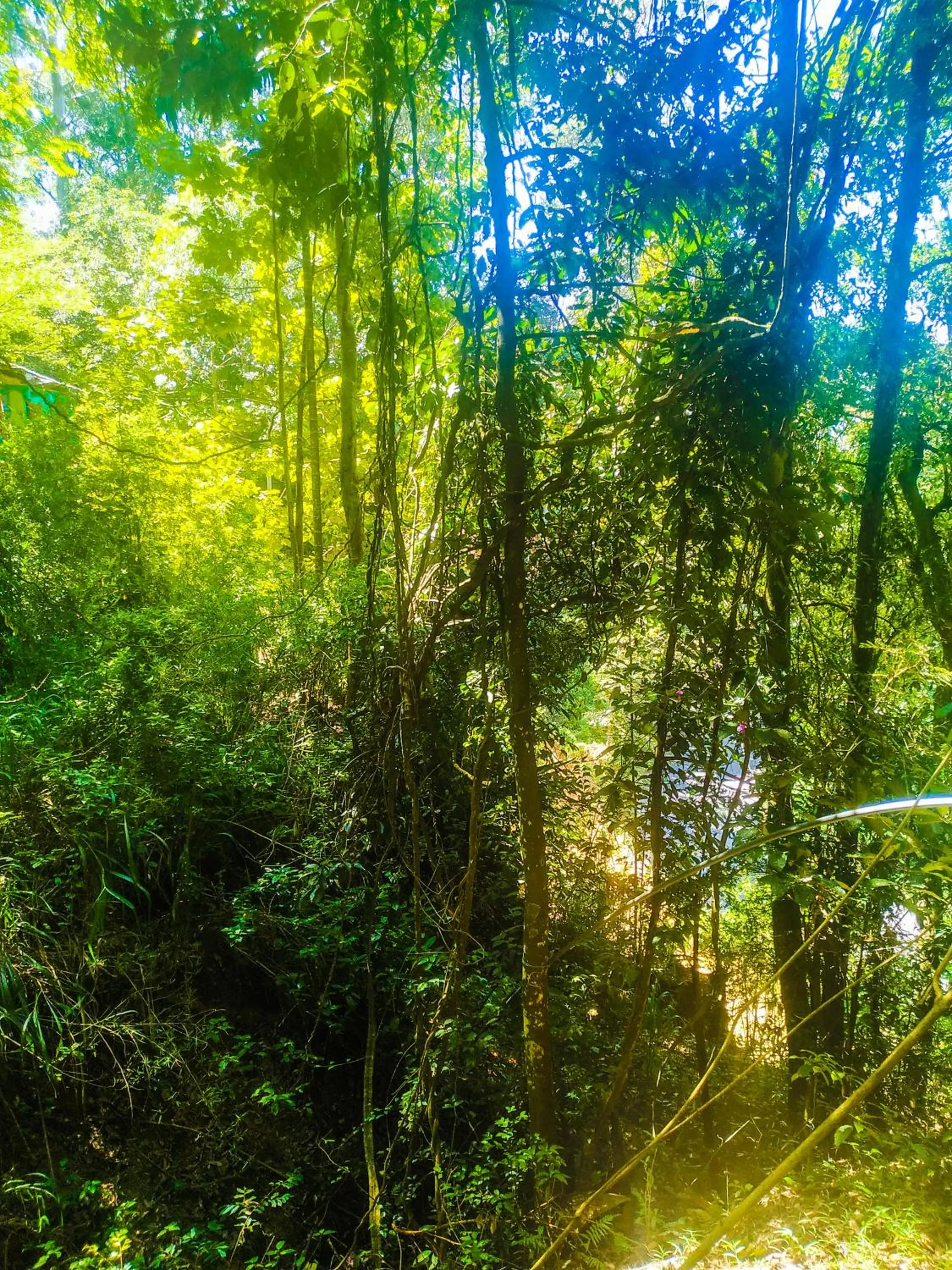 Samadhi Nature Resort