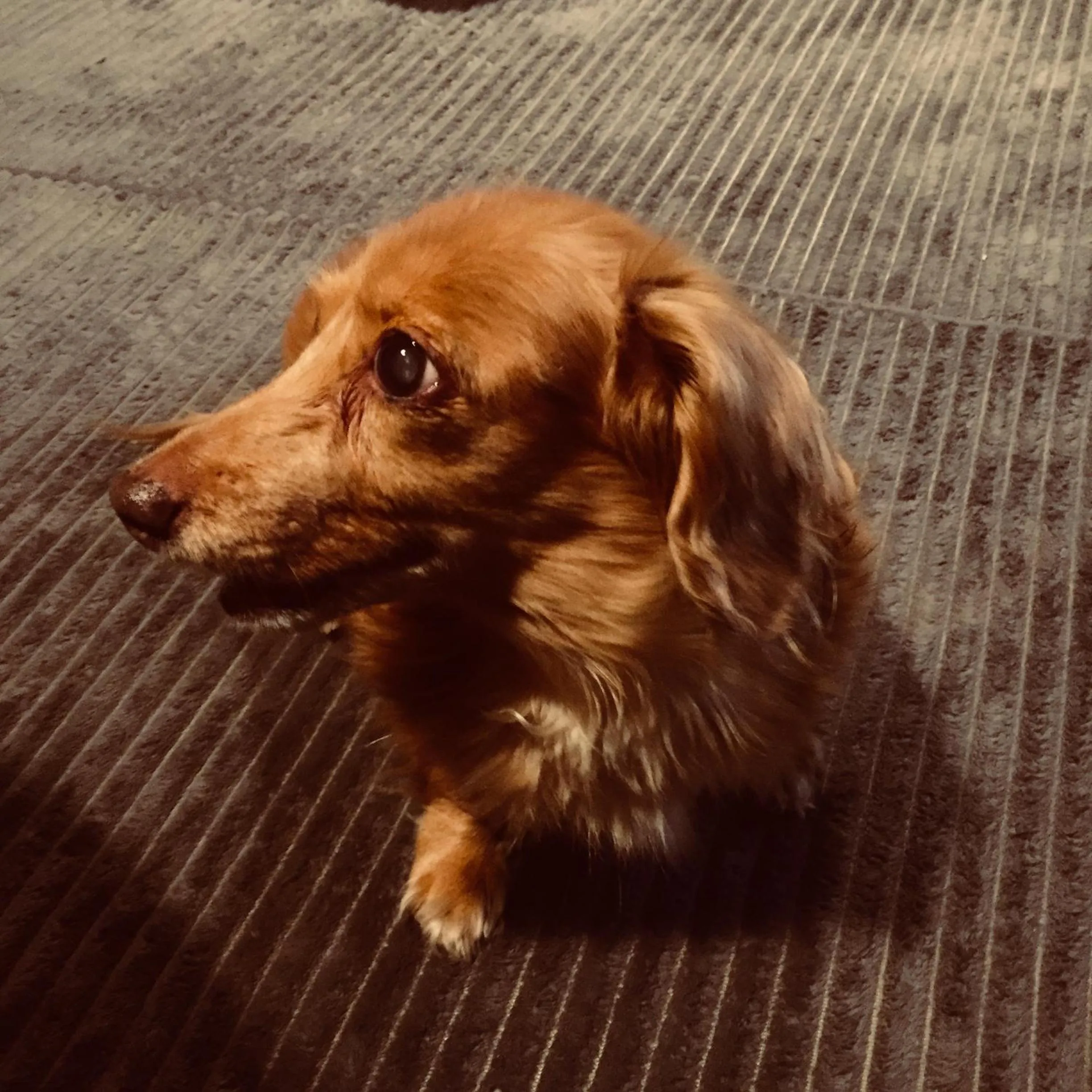 Pets in Gallery Nozawa Inn