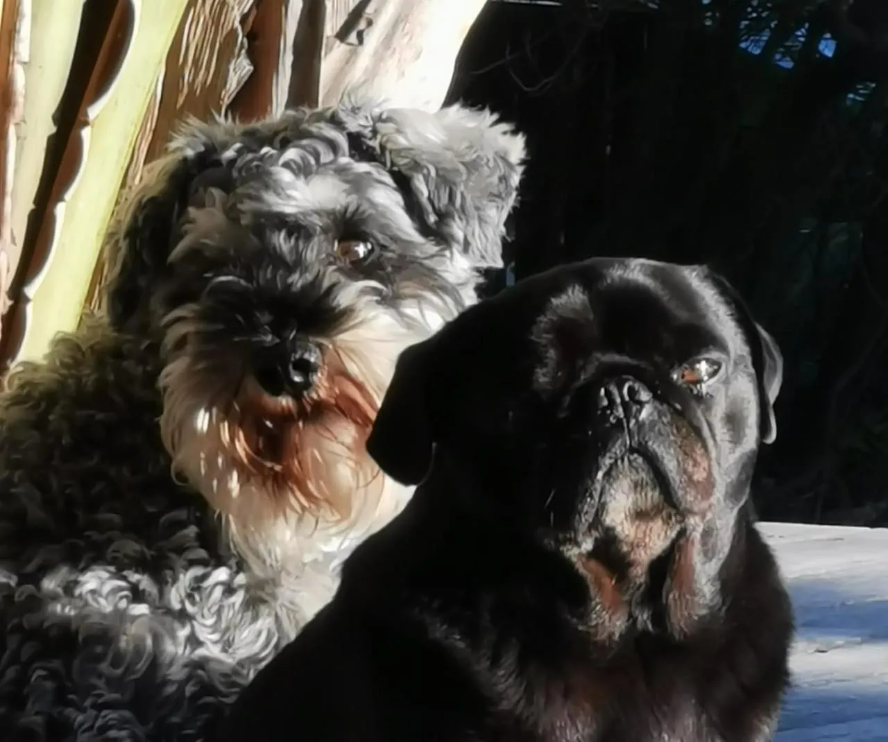 Pets in Happy Homes - Imhoffs Gift