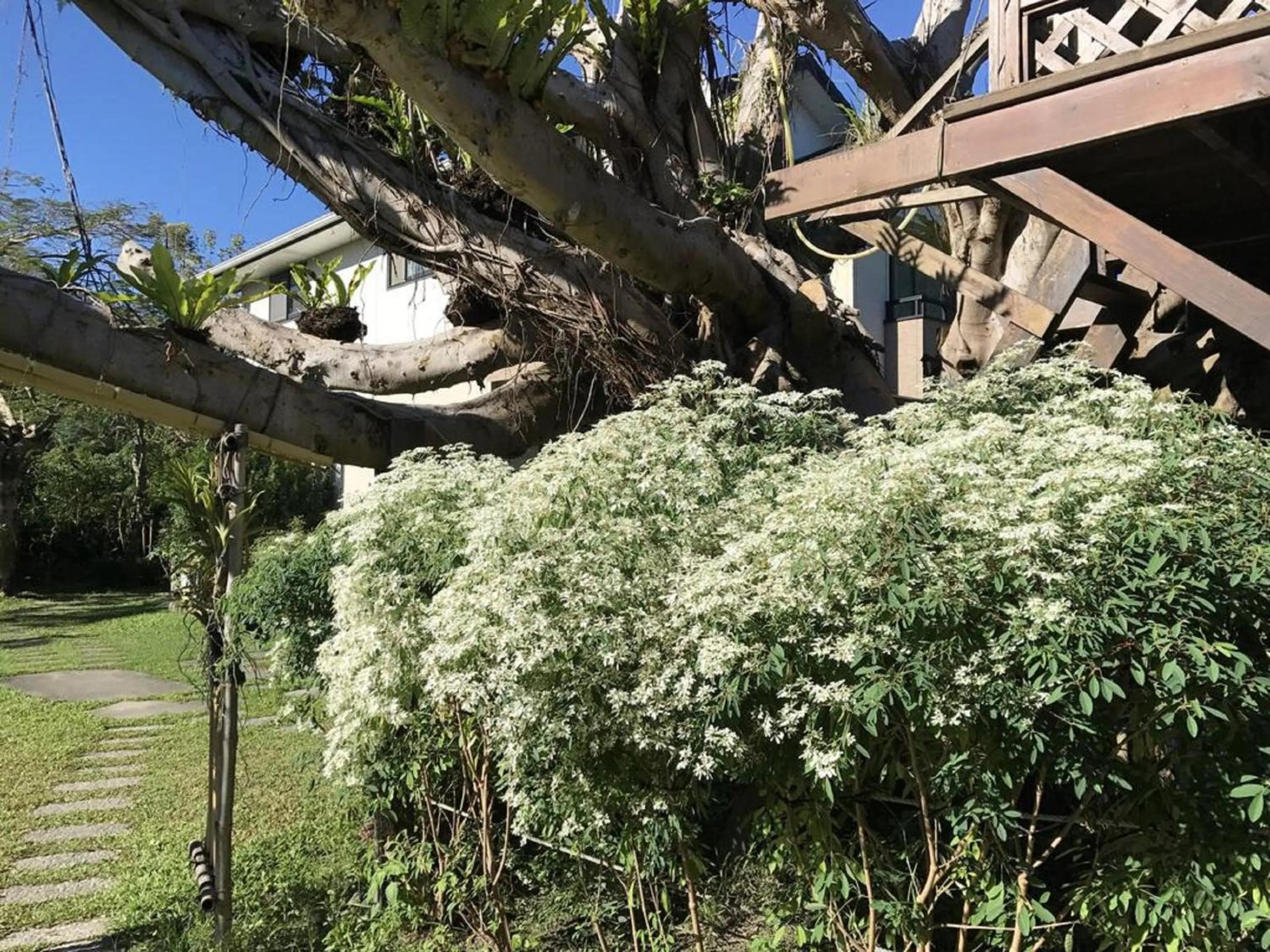Garden in 花蓮金澤居民宿樹窩民宿御安居民宿寵物友善