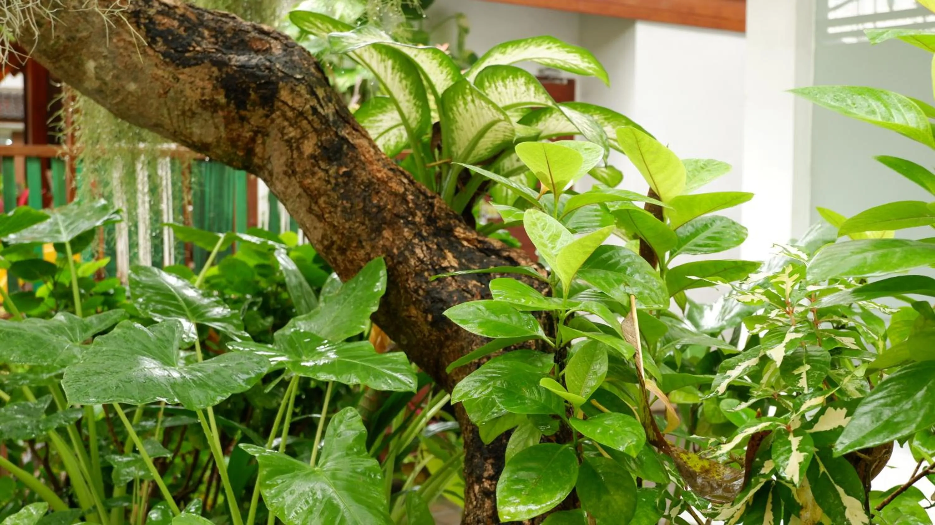 Day in Swastika Bungalows