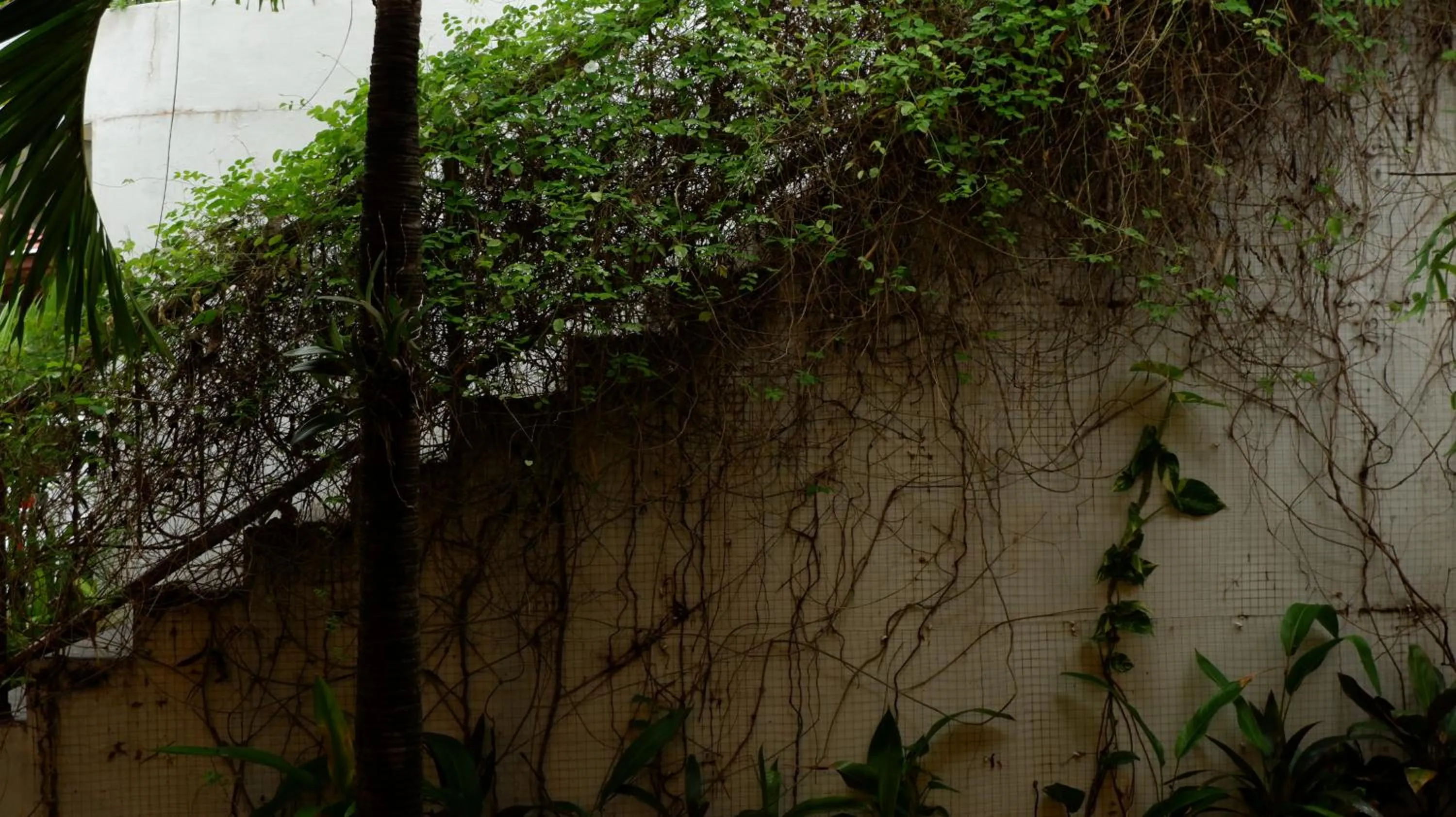 Natural landscape in Swastika Bungalows