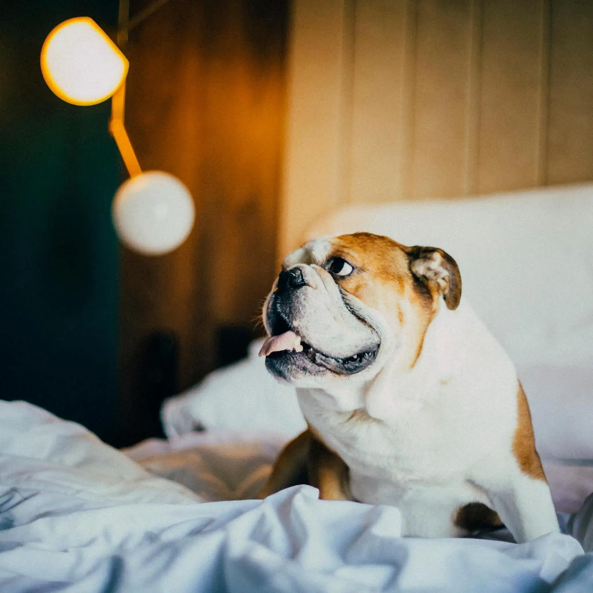 Animals, Bed in ICON Rosetó Animals, Bed in ICON Rosetó