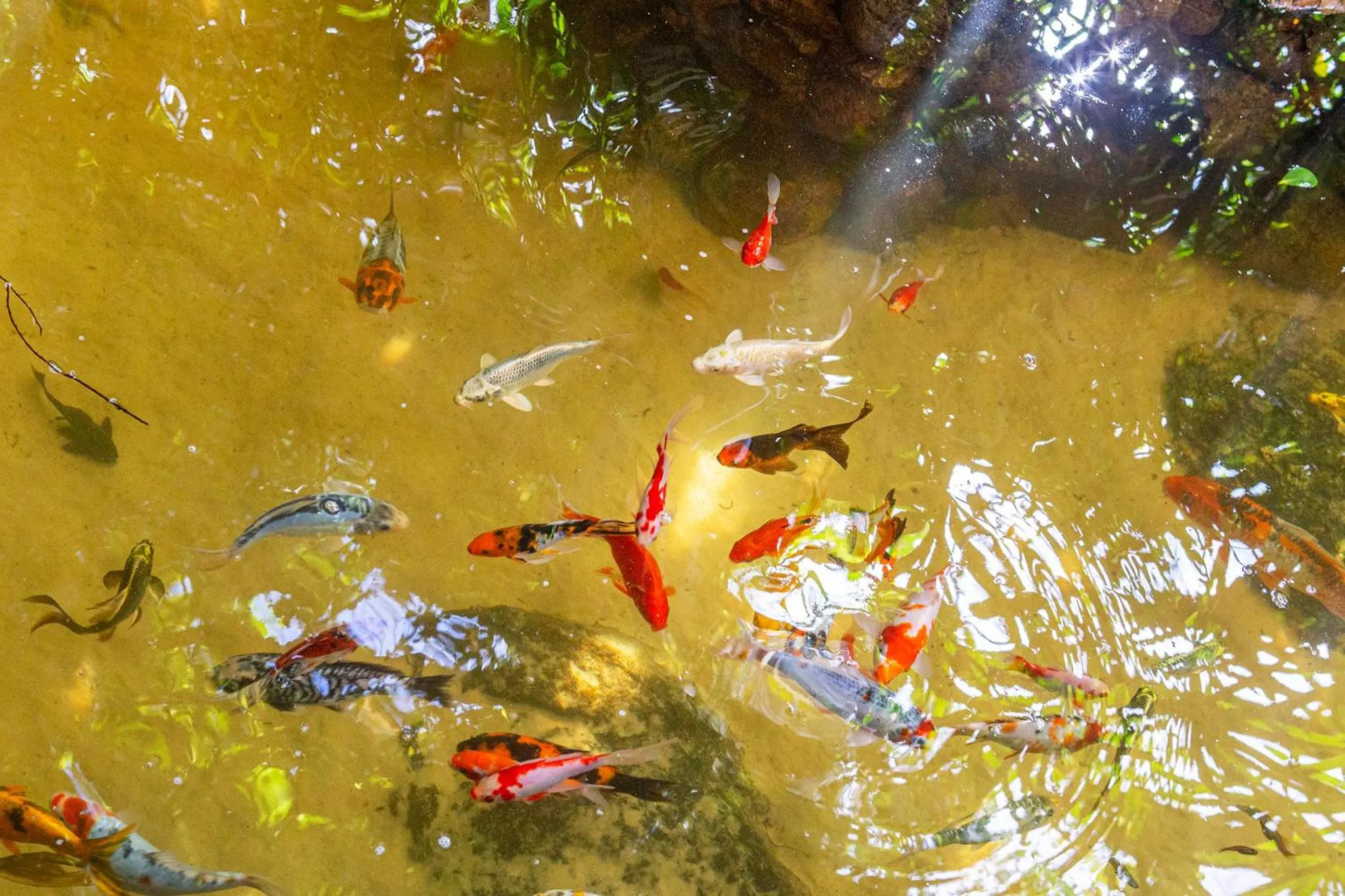 Natural landscape in Hotel Alemão Beach de Ilhabela