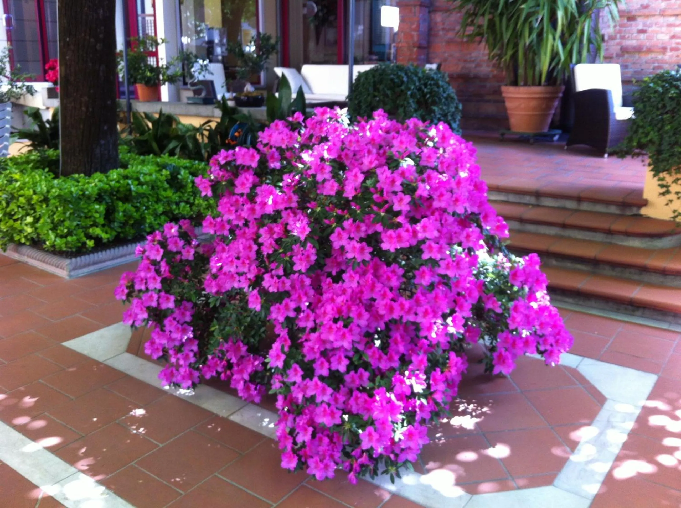 Spring in Hotel Reale