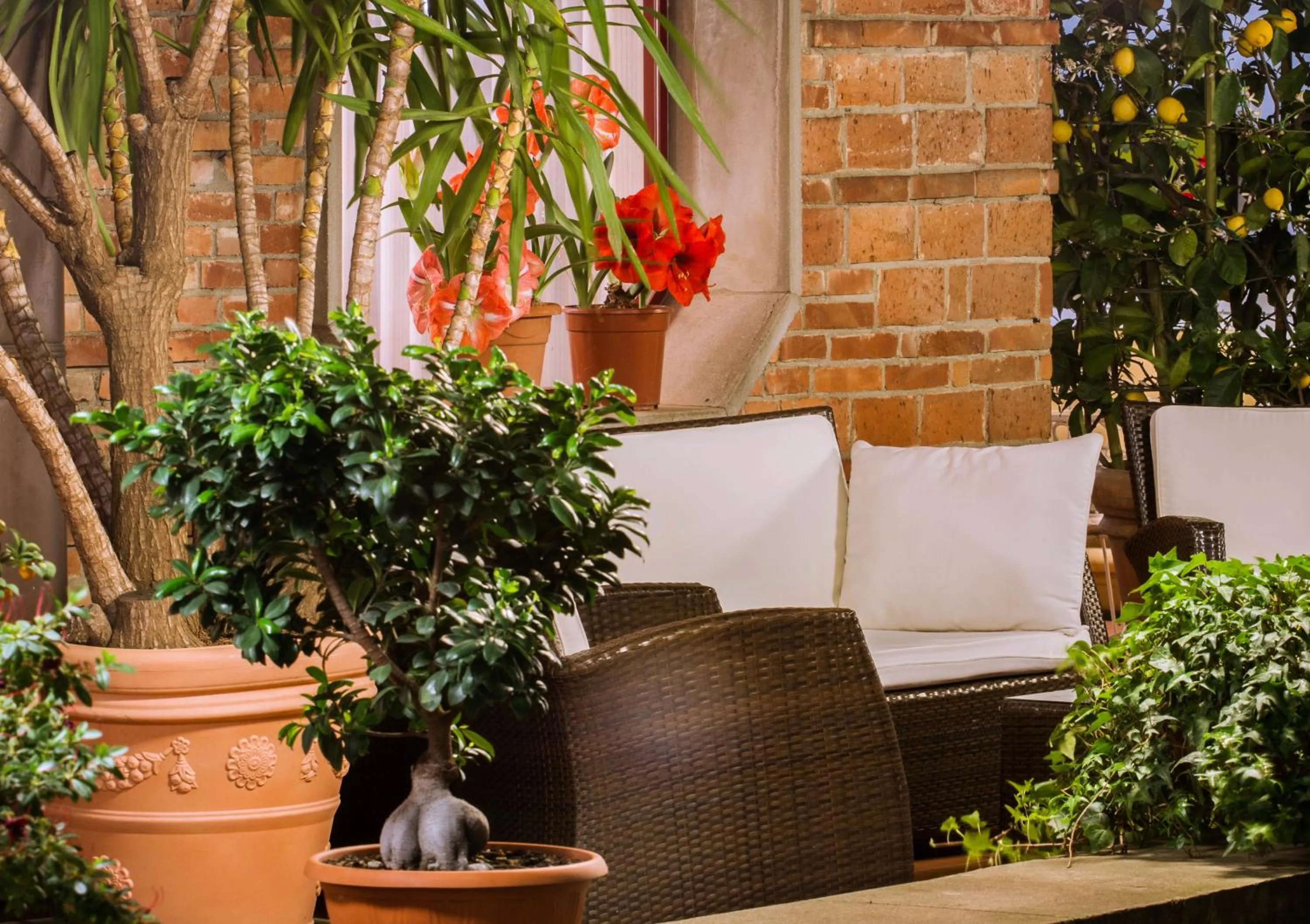 Garden in Hotel Reale
