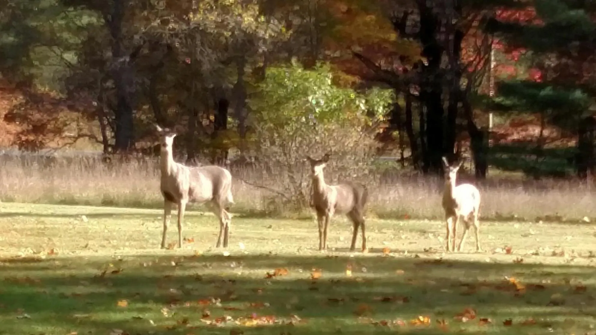 Animals in Log Cottage on Blue Lake