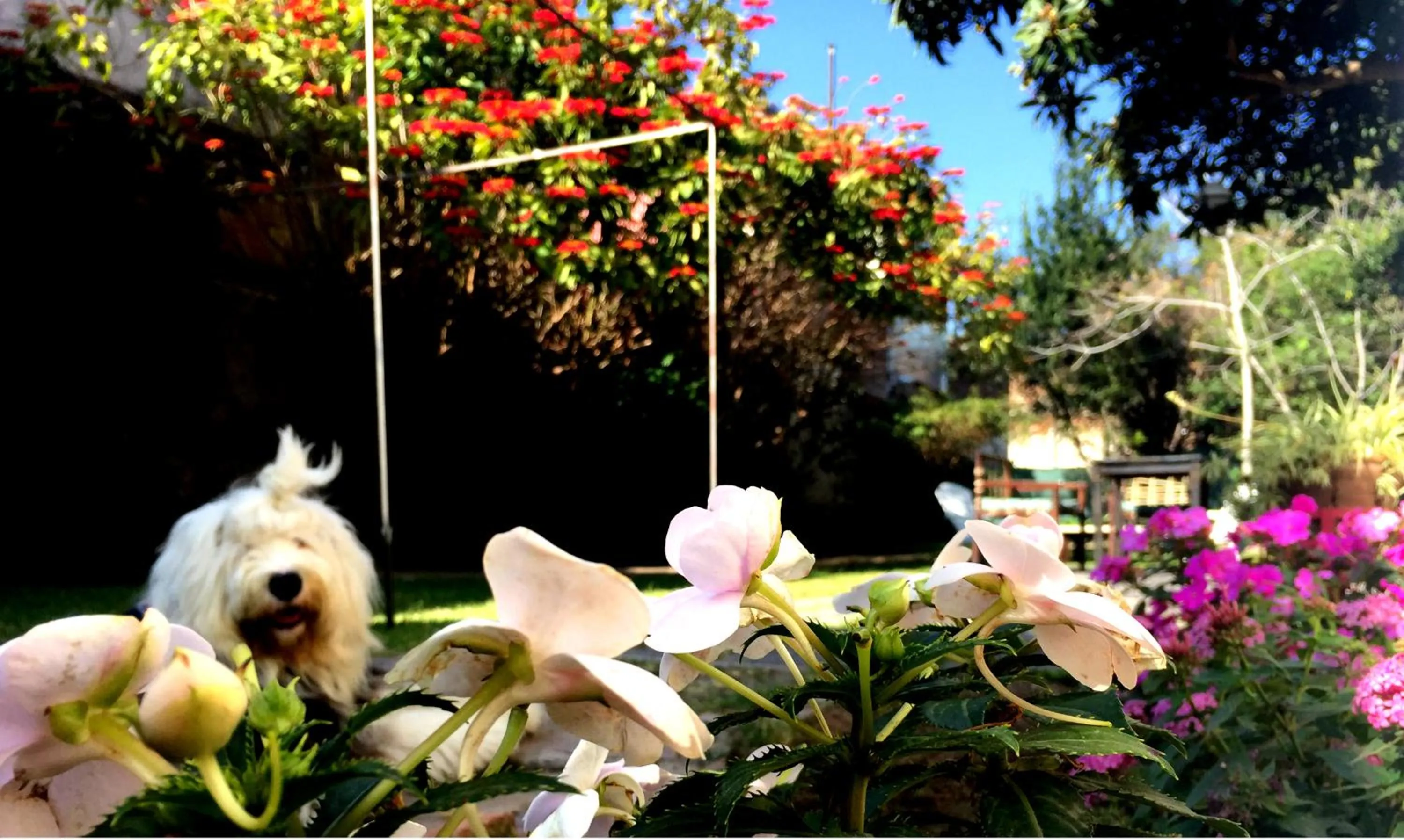 Garden in Samsara Hotel Salta