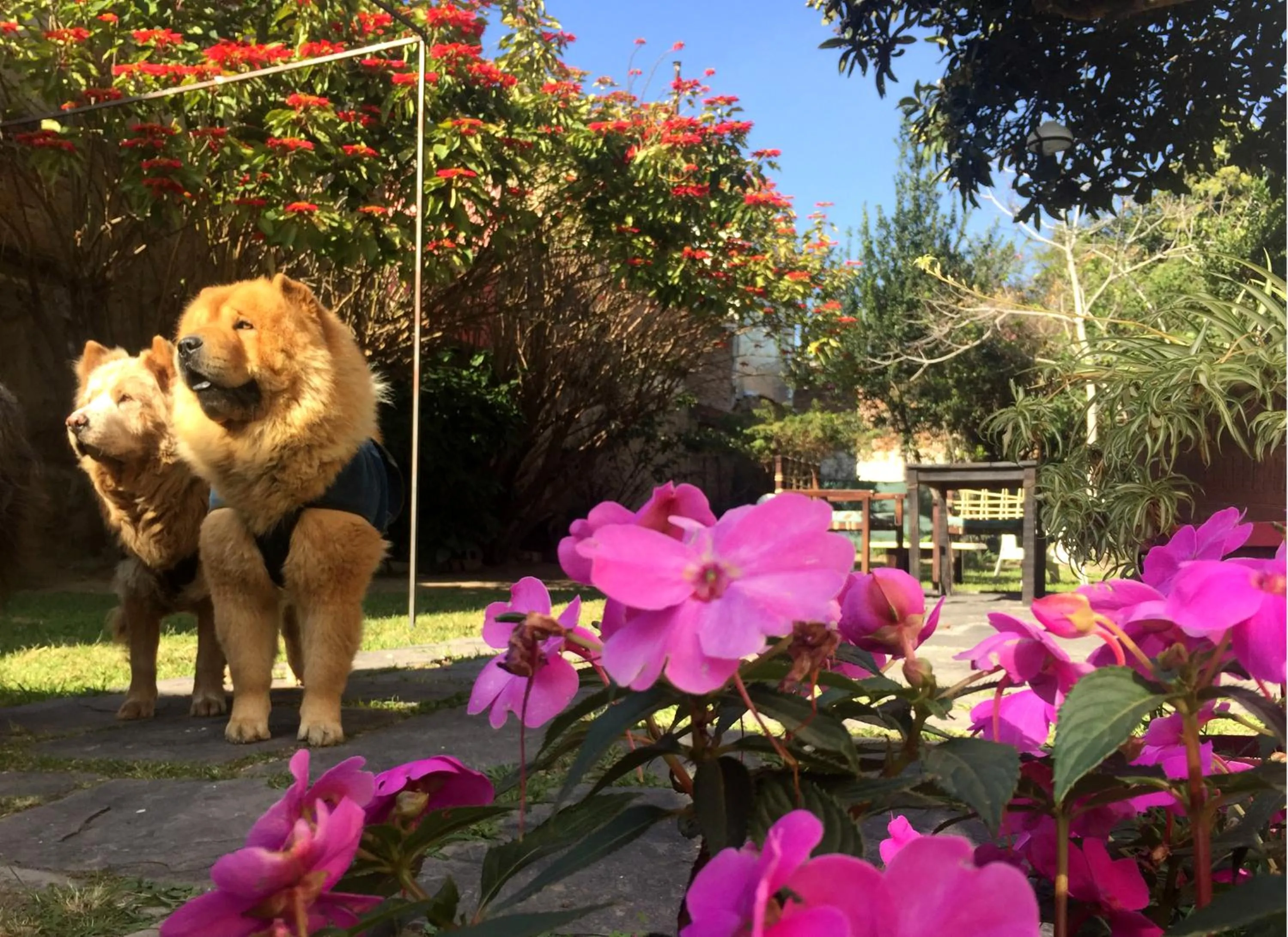Garden in Samsara Hotel Salta