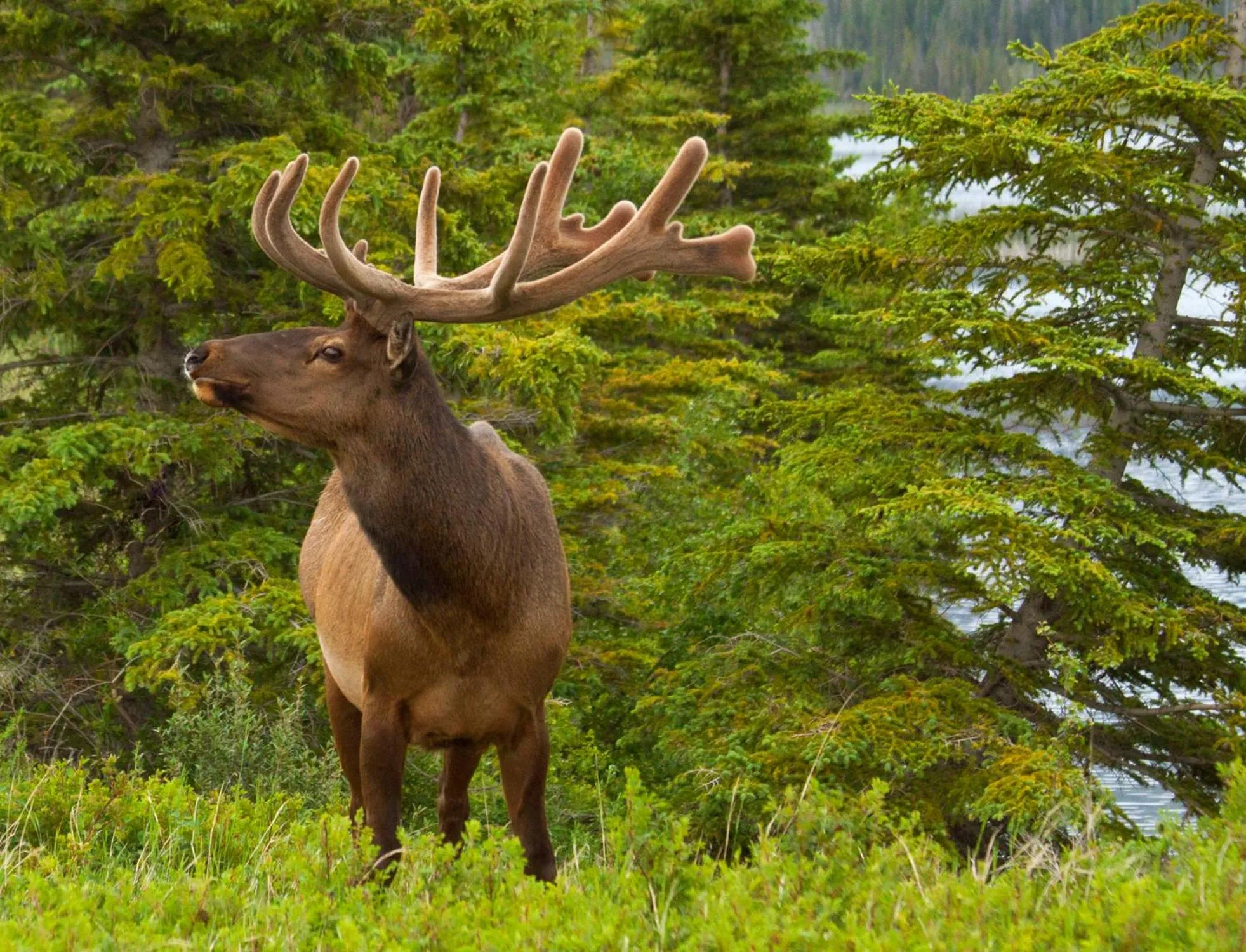 Jasper Downtown Hostel