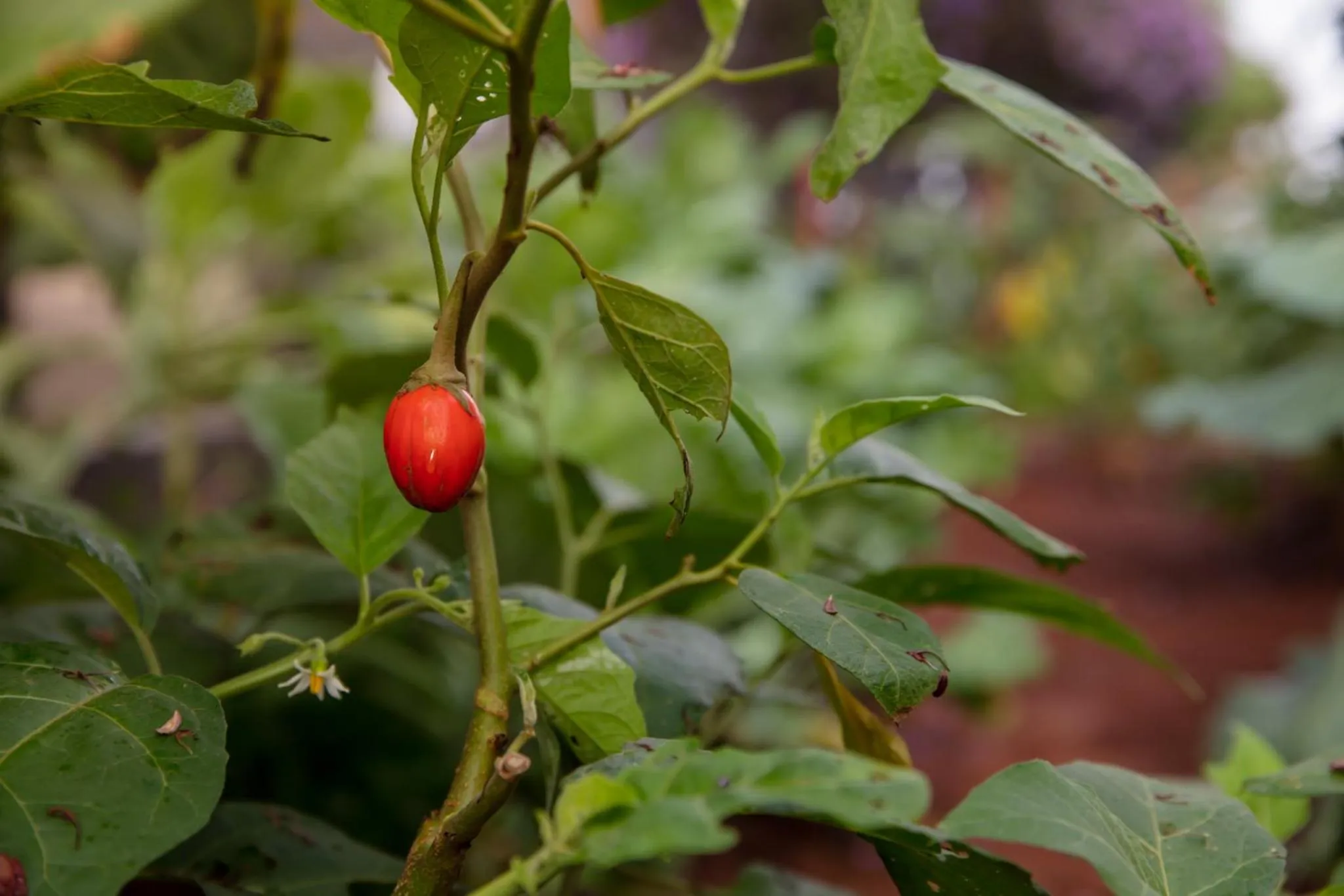 Fênix Hotel Varginha