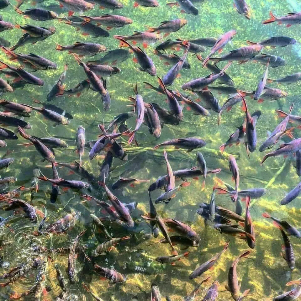 Property building in Bansuansiriwat