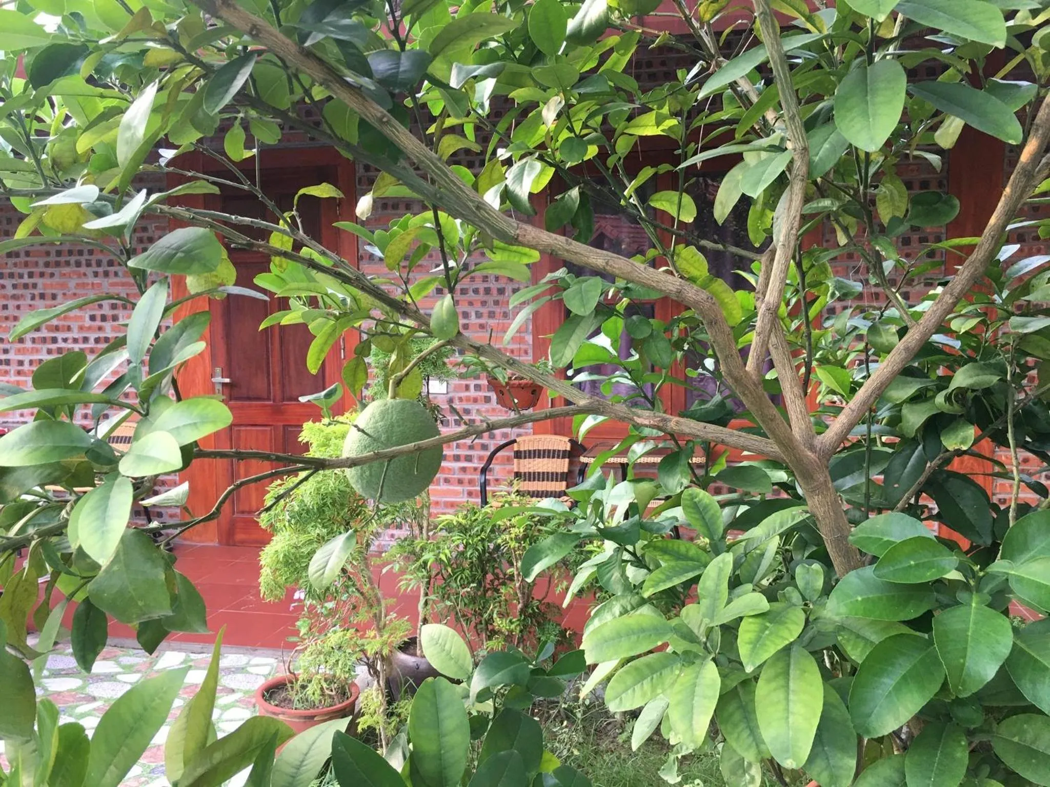 Garden view in Tam Coc Thanh Dat Homestay