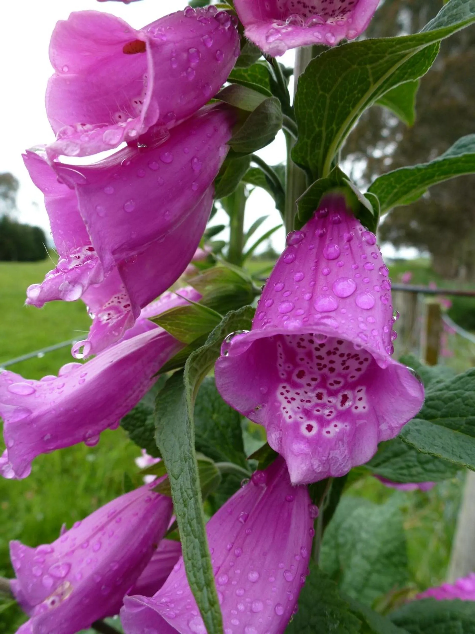 Garden in B&B Blossom Cottage