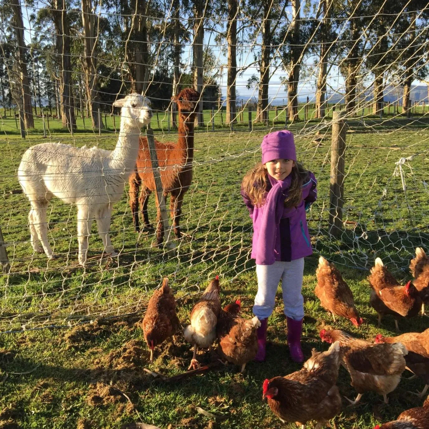 Pets in B&B Blossom Cottage