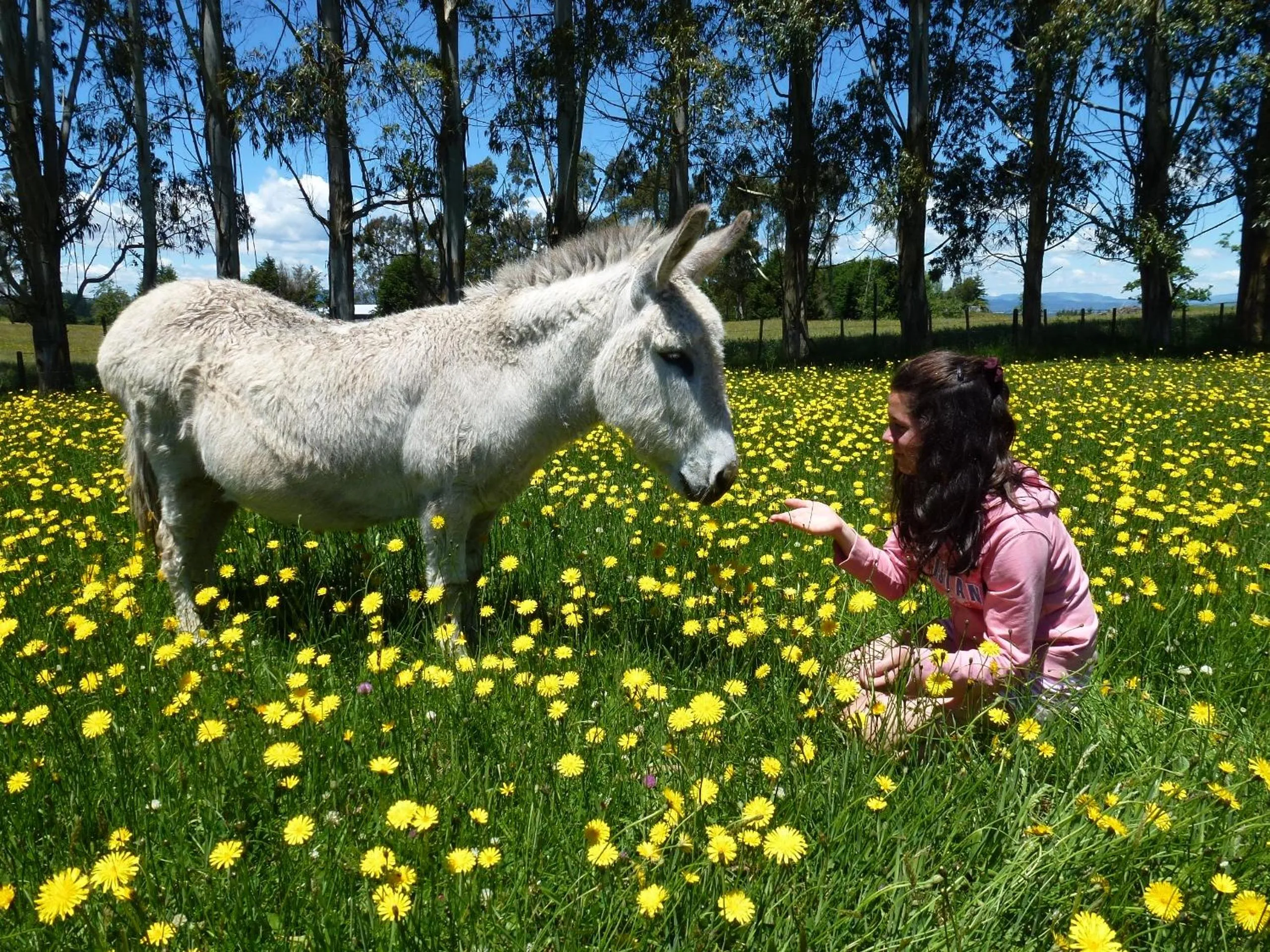 Pets, Other Animals in B&B Blossom Cottage