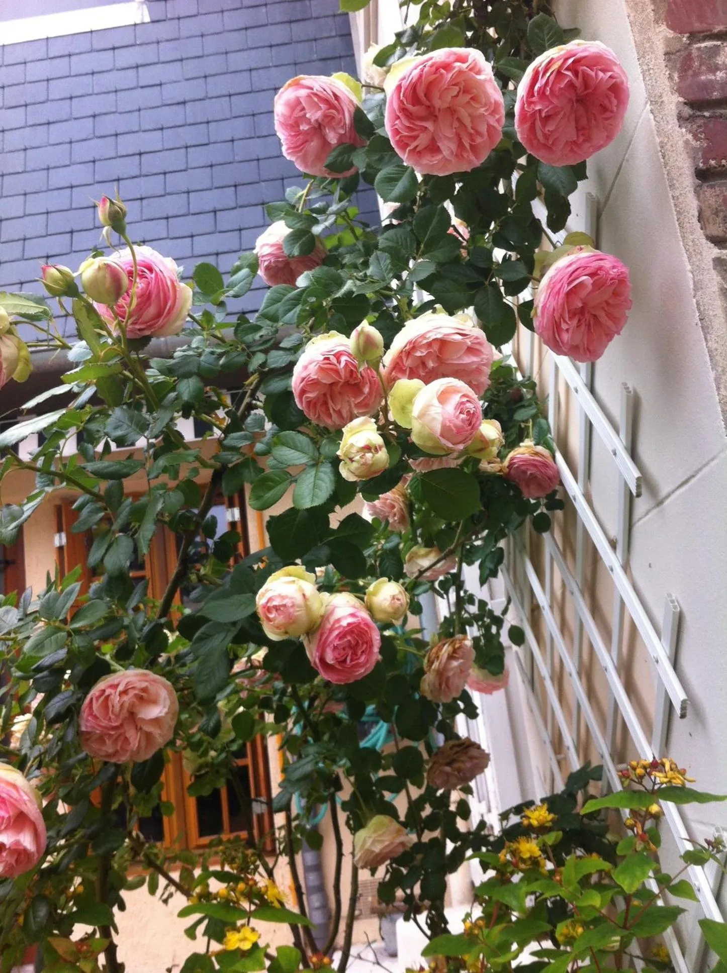 Garden in Le Mascaret