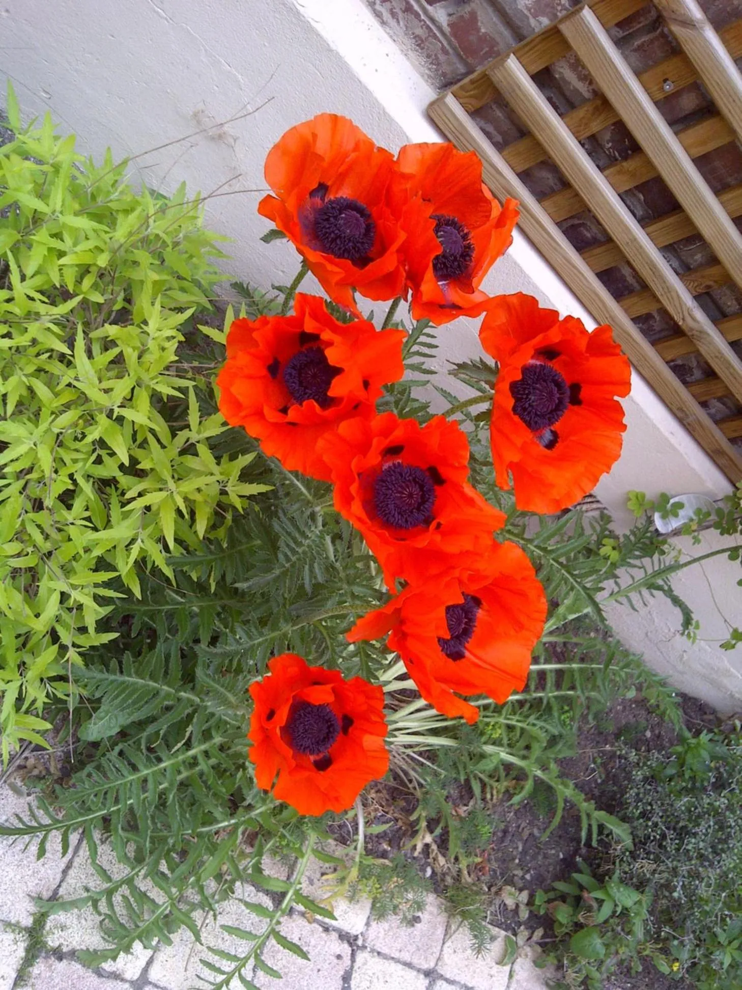 Garden in Le Mascaret