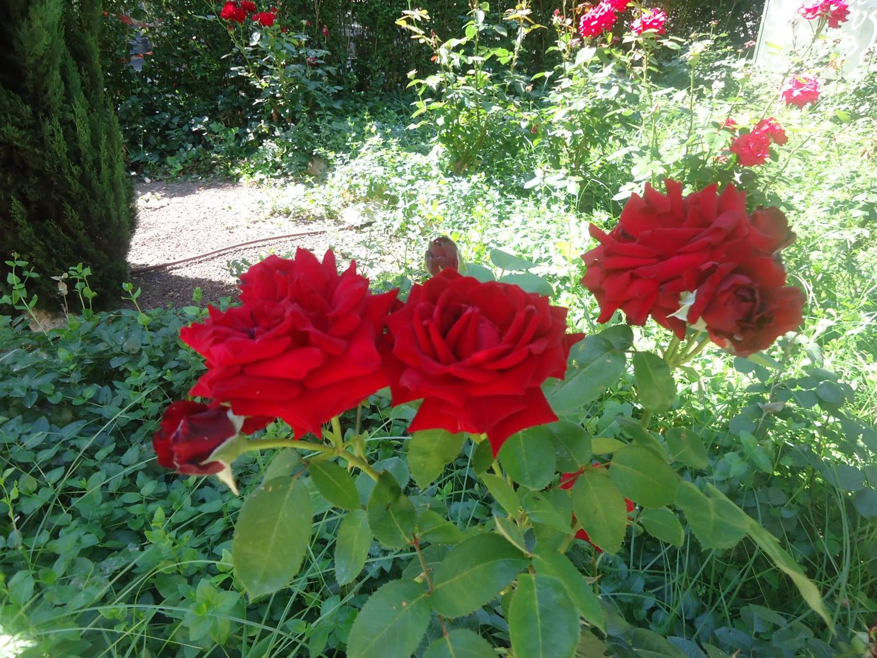 Garden in Hotel Al Togo Fitness & Relax