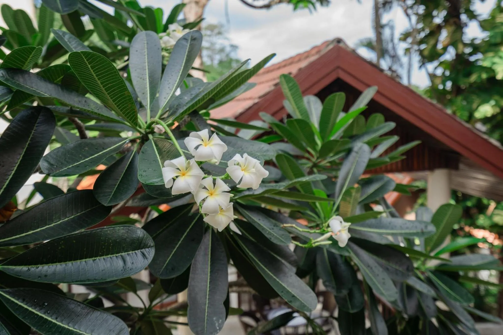 Natural landscape in Club Bamboo Boutique Patong Beach Resort