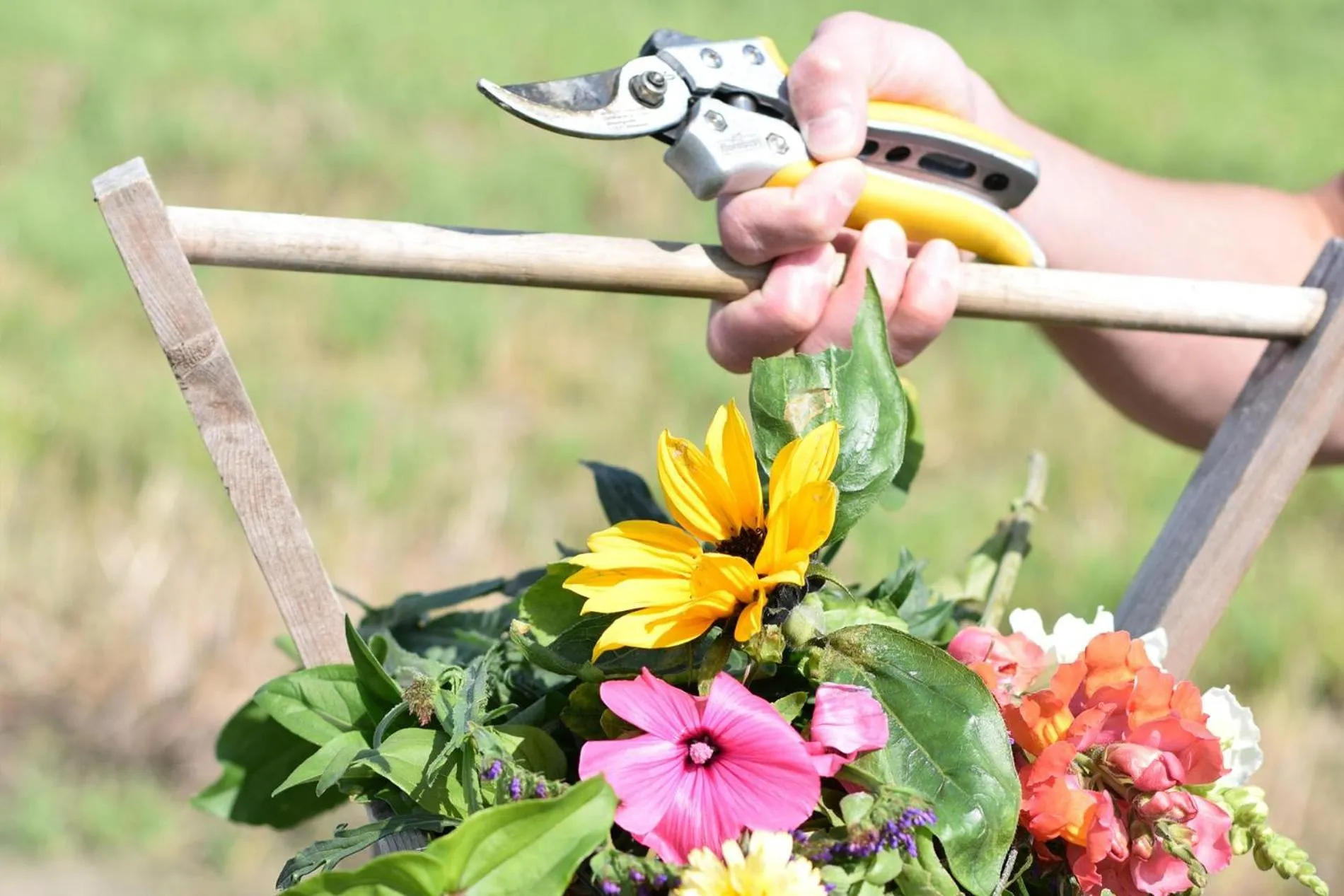 Welcome in - Sint-Anthonijshoek, studio's met eigen tuin, theeschenkerij en pluktuin
