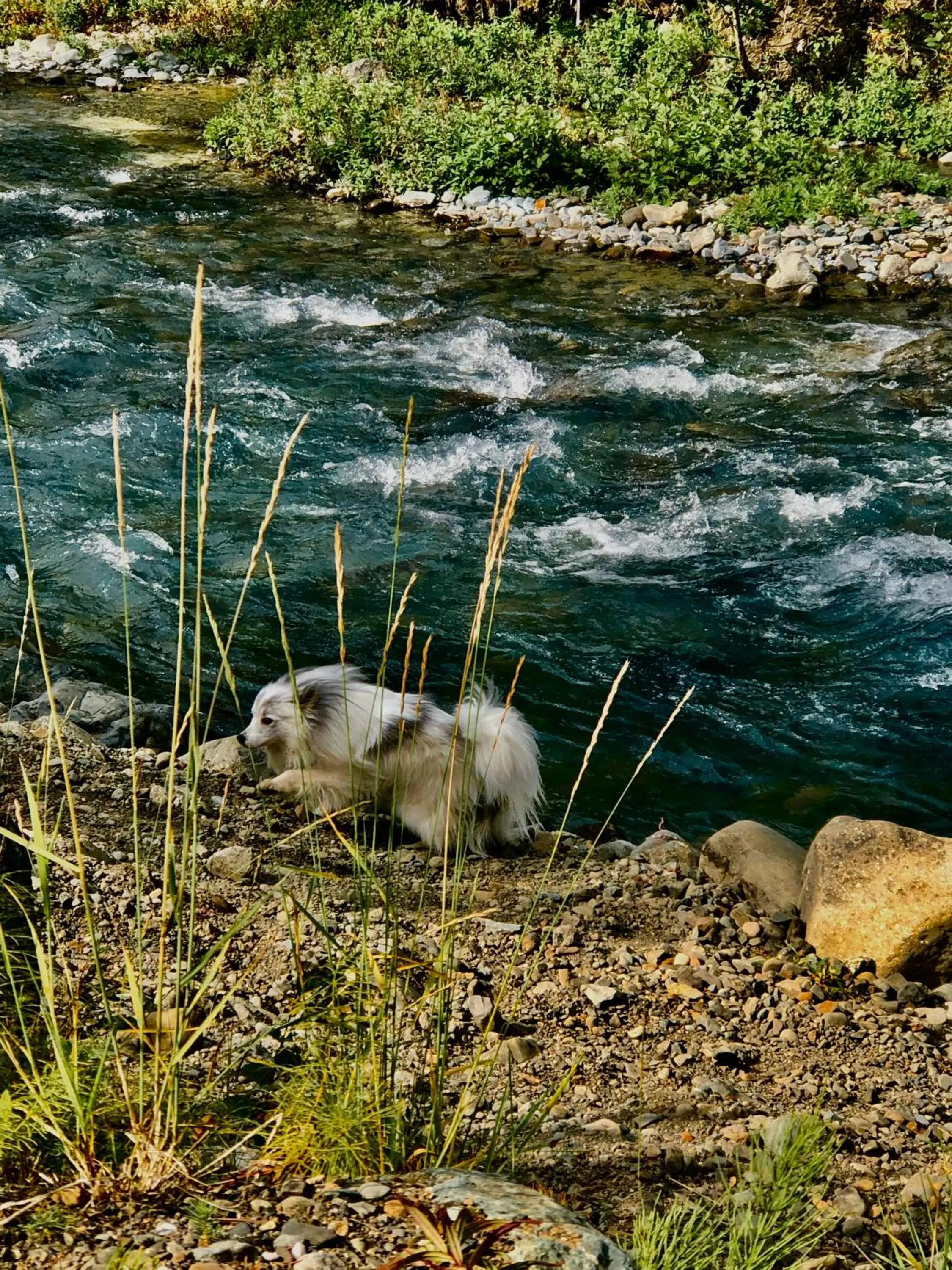 Summer in Carlo Creek Cabins