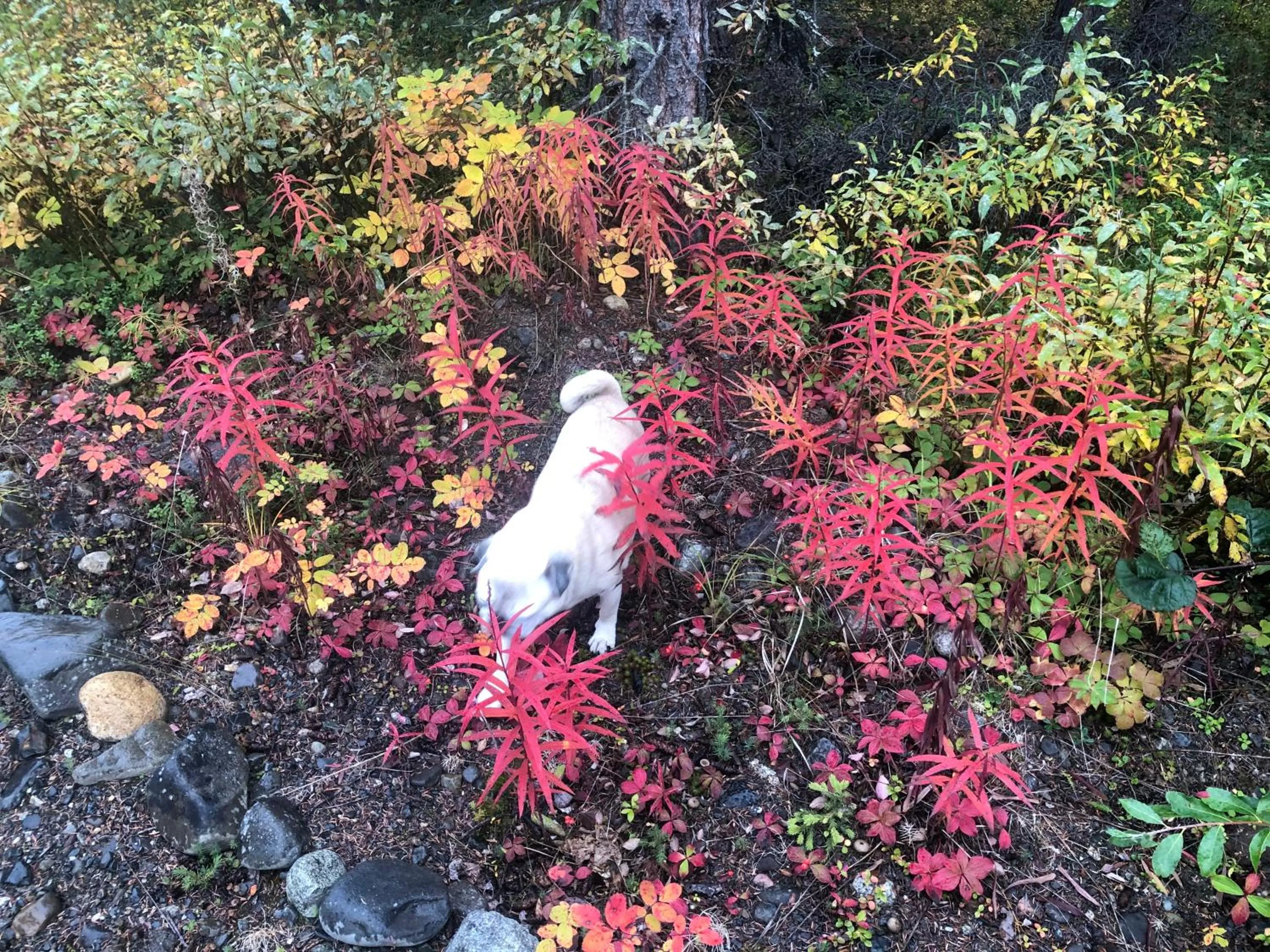 Pets in Carlo Creek Cabins