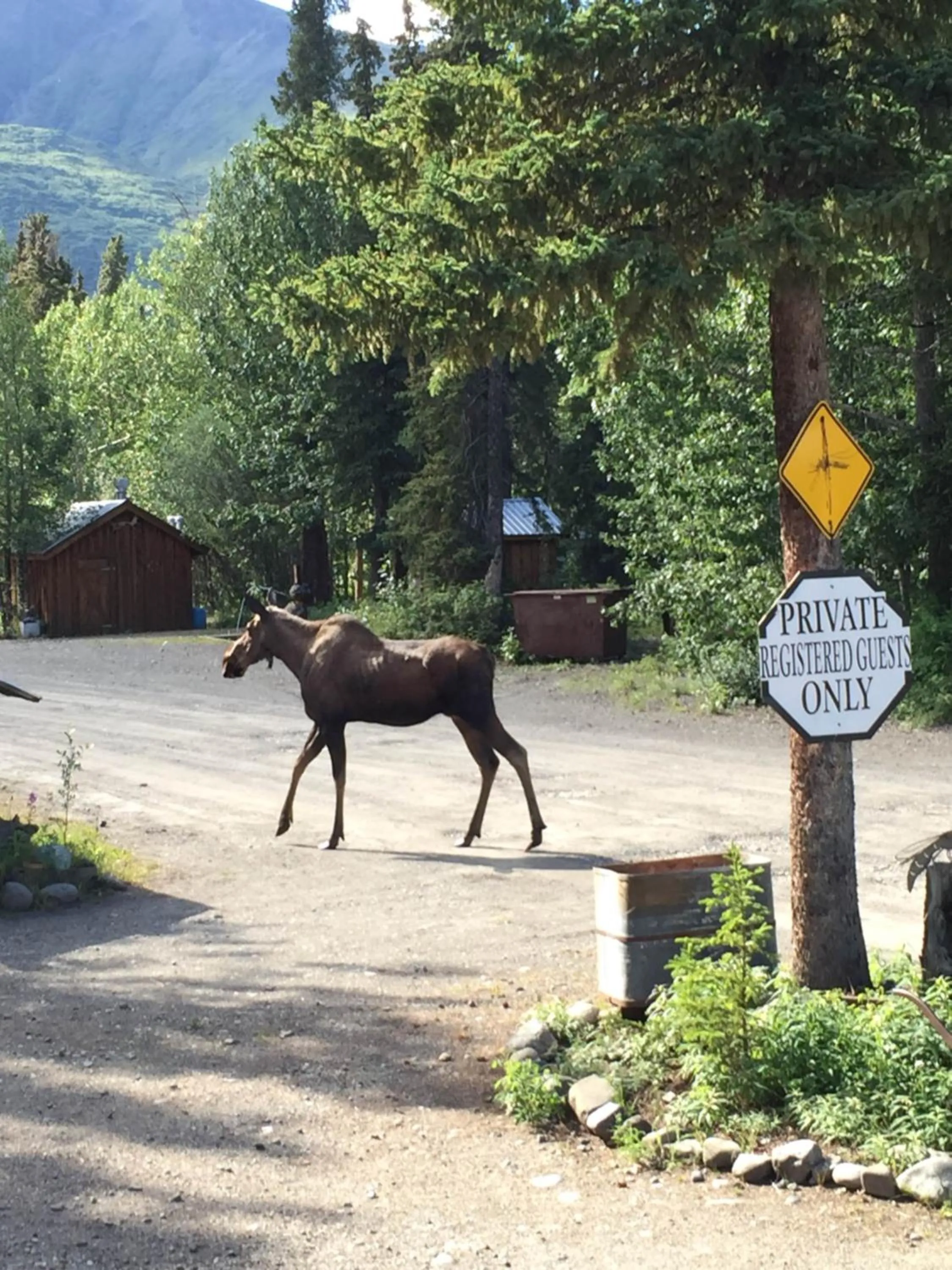 Animals in Carlo Creek Cabins