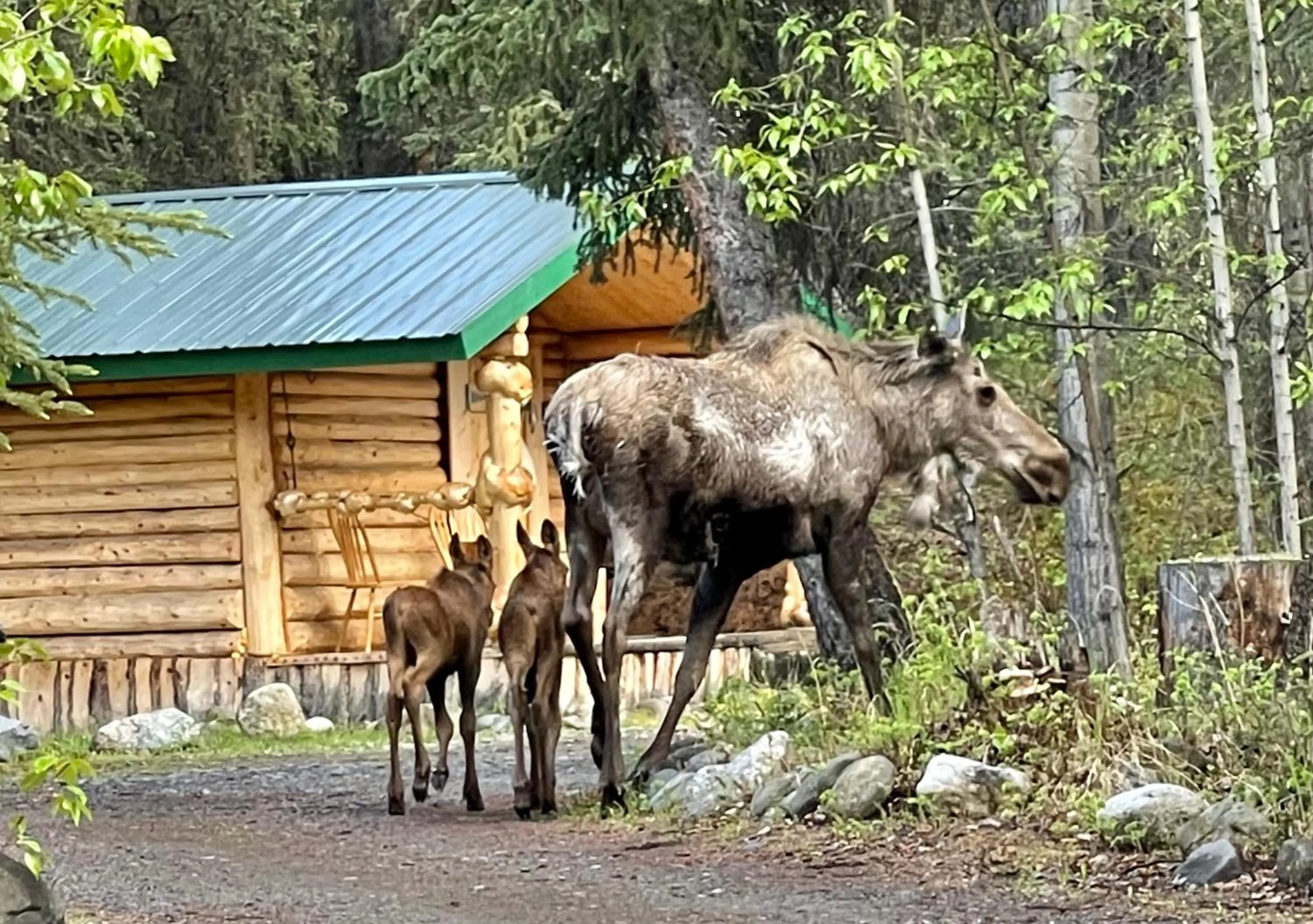 Day in Carlo Creek Cabins