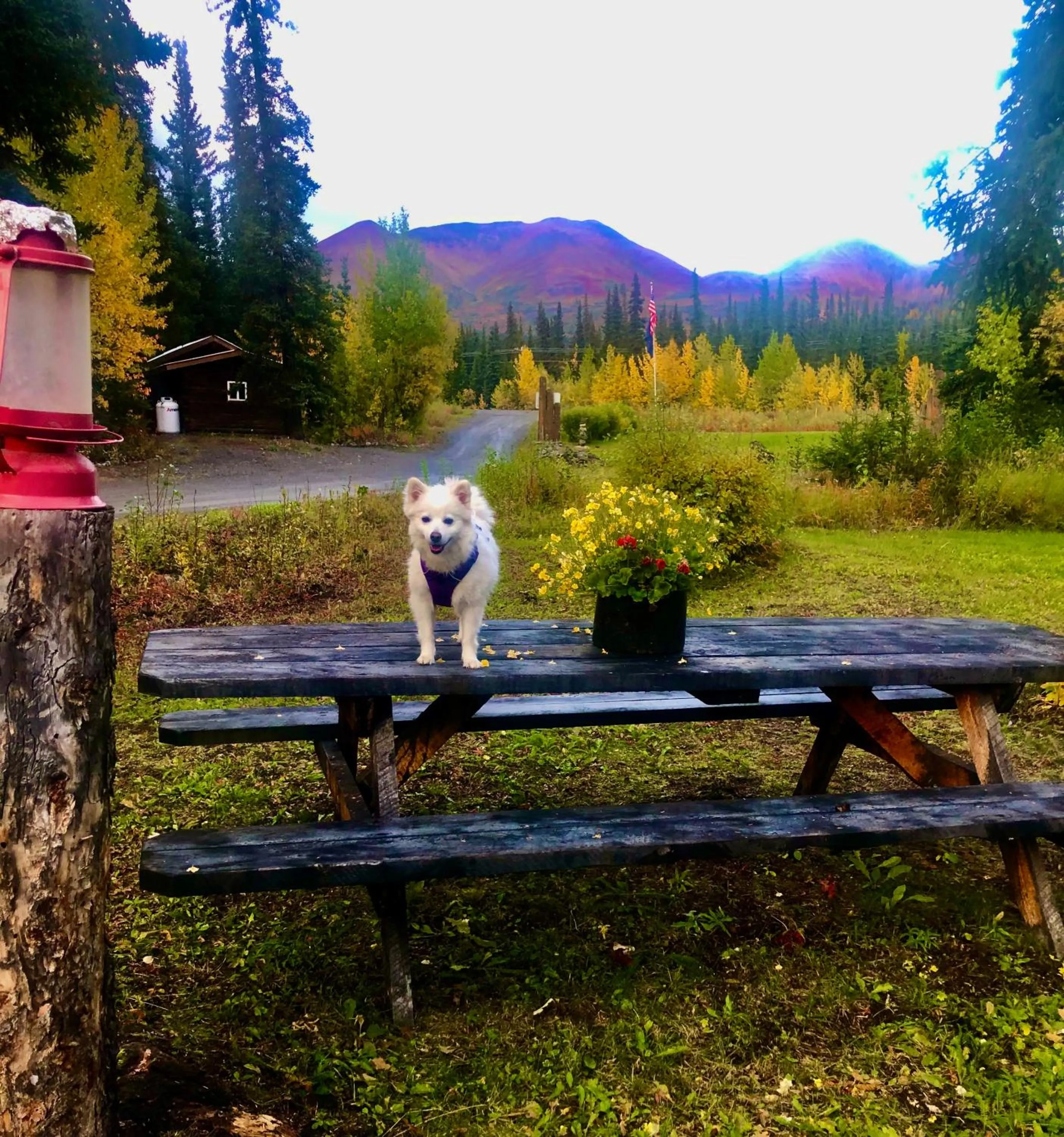 Pets in Carlo Creek Cabins