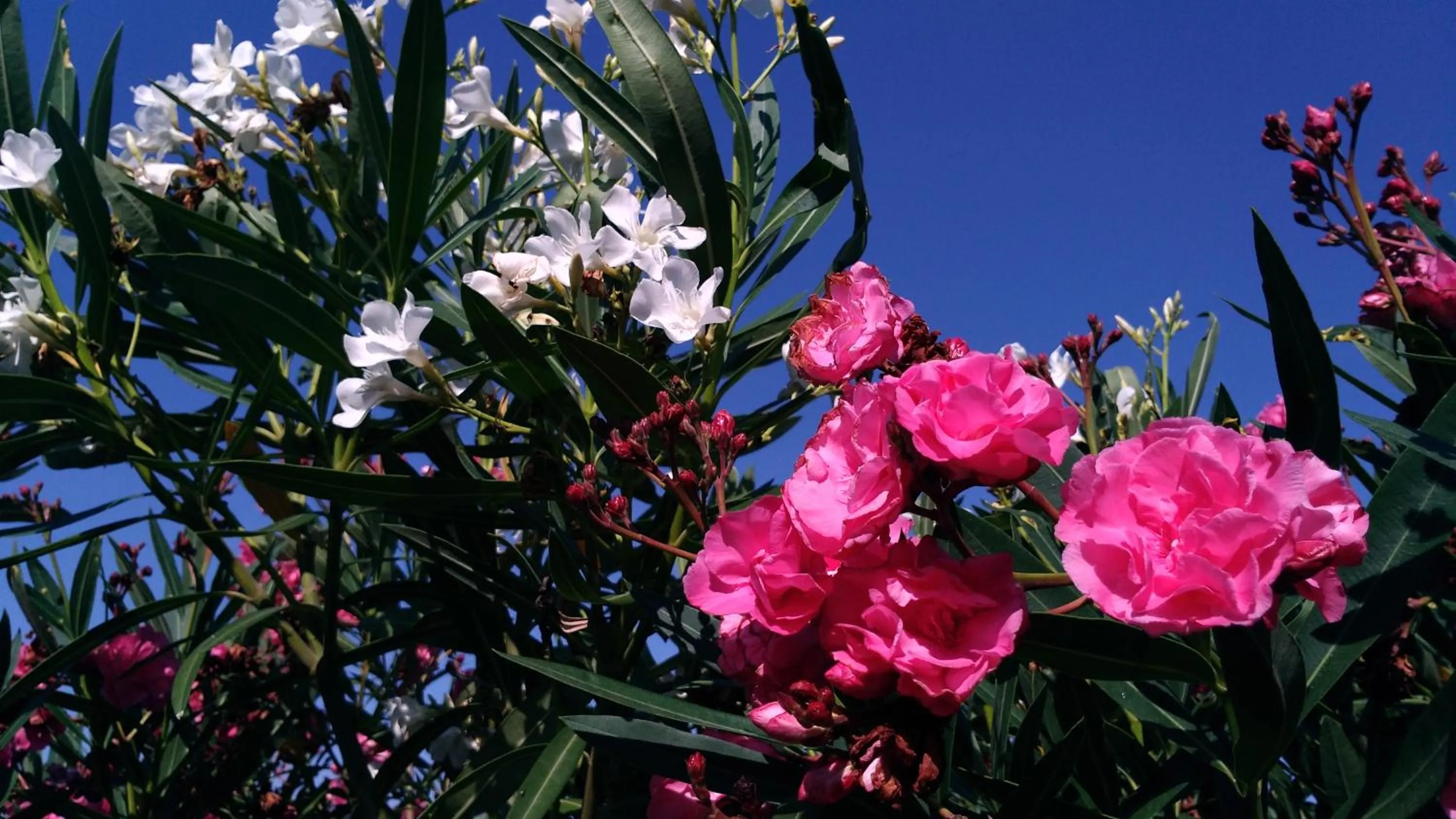 Garden in Suite & Spa Panoramic Olivars