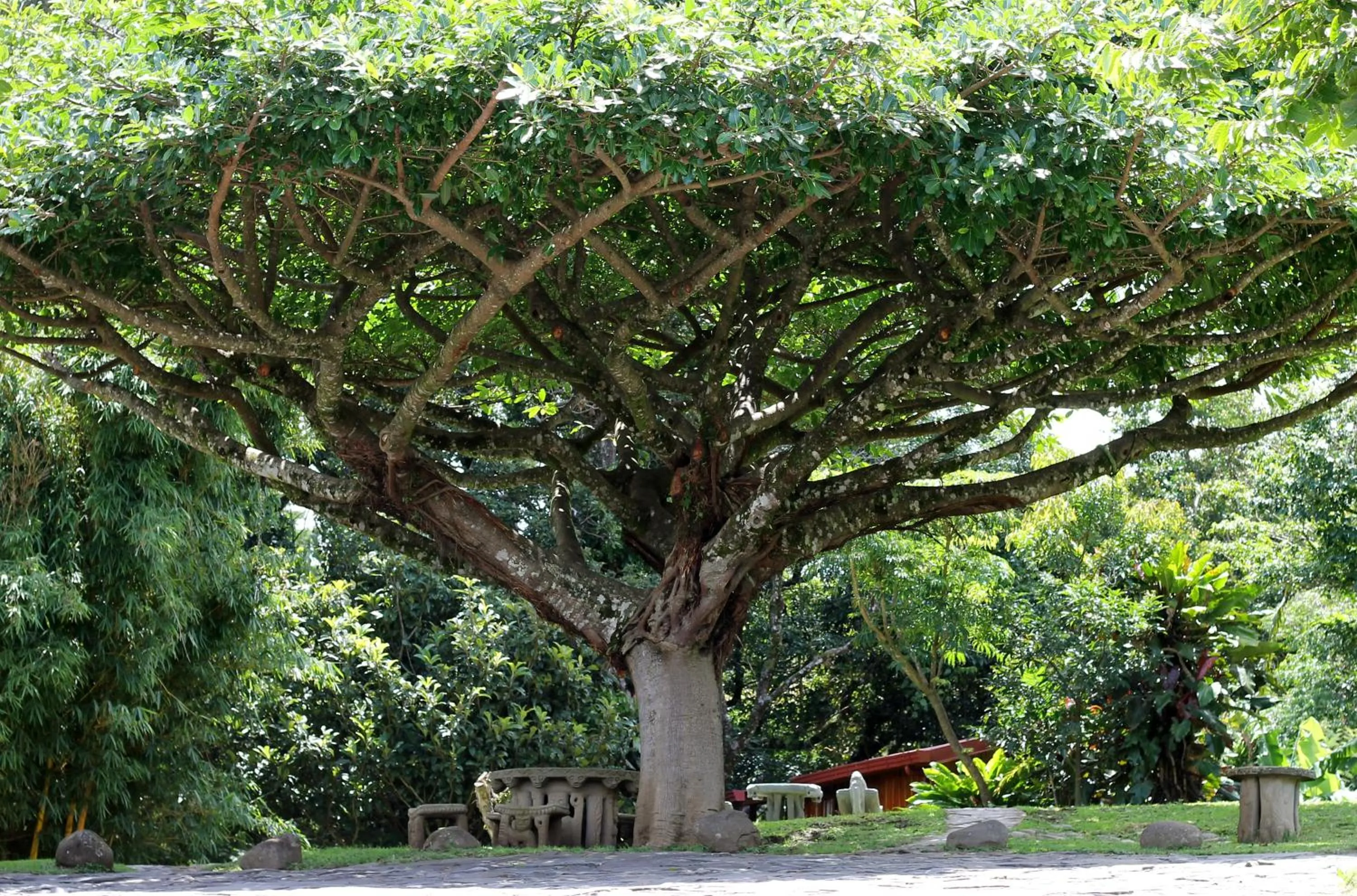 Garden in Arco Iris Lodge