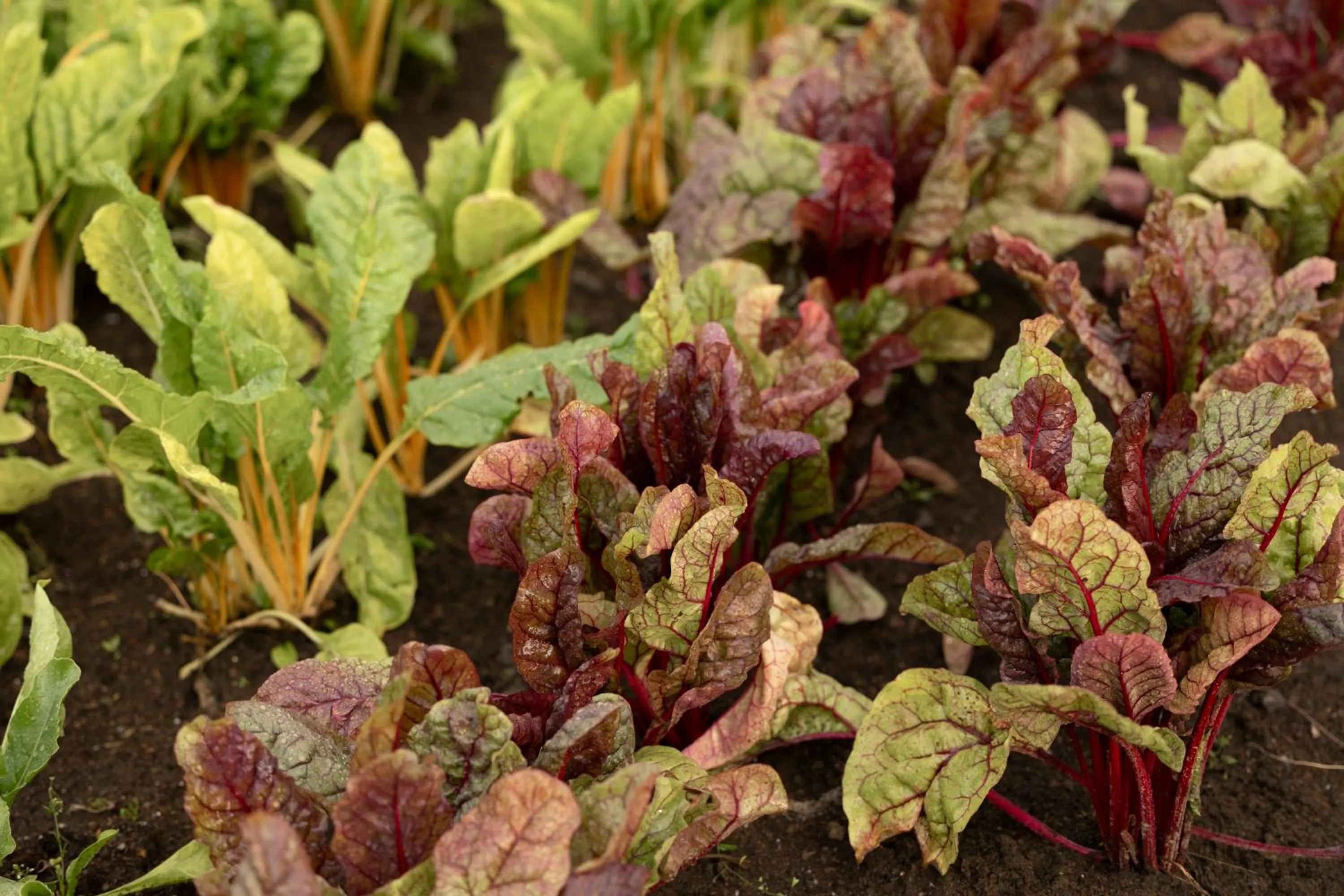 Garden in Tertin Kartano