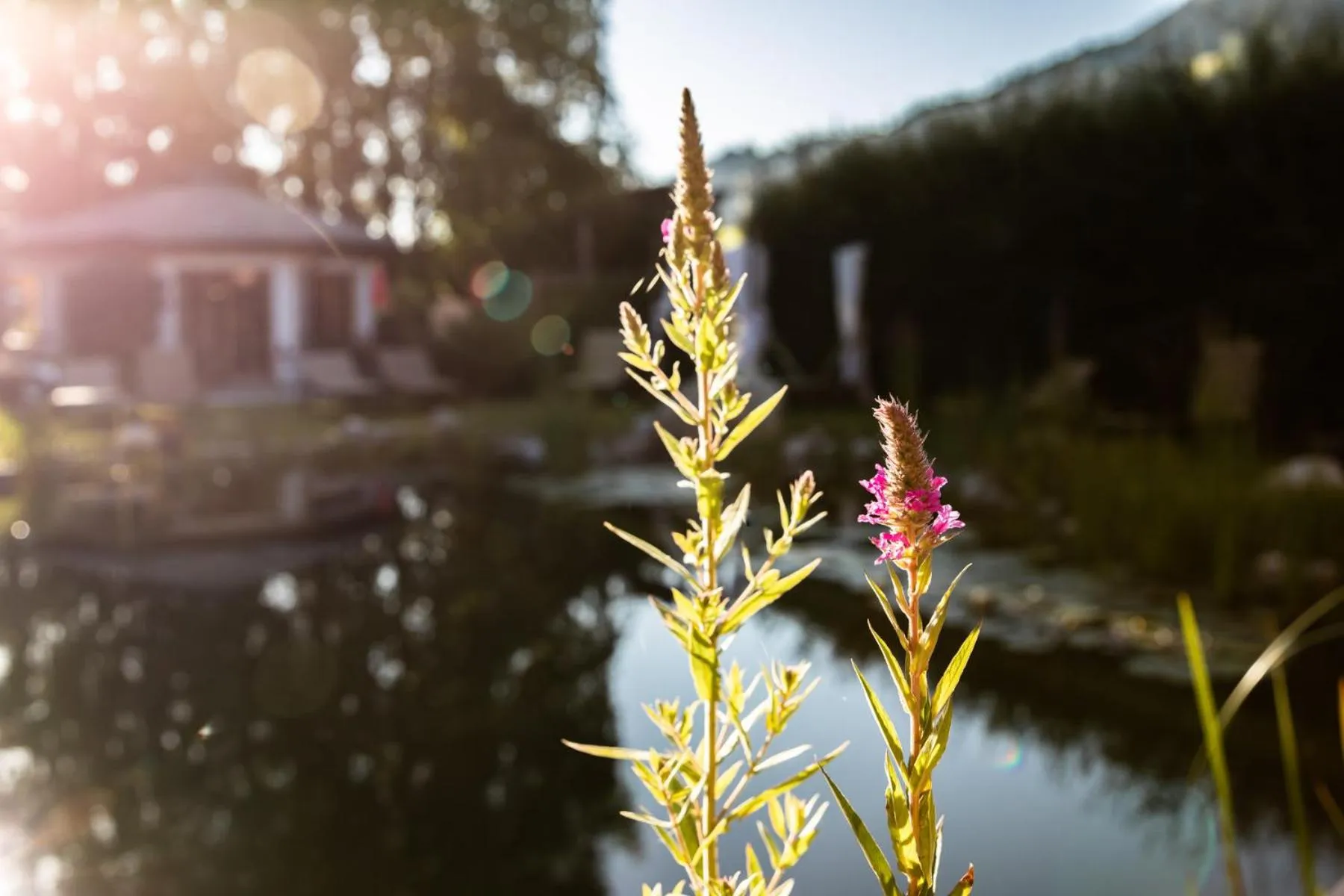 Facade/entrance in Flora - Das kleine Gartenhotel