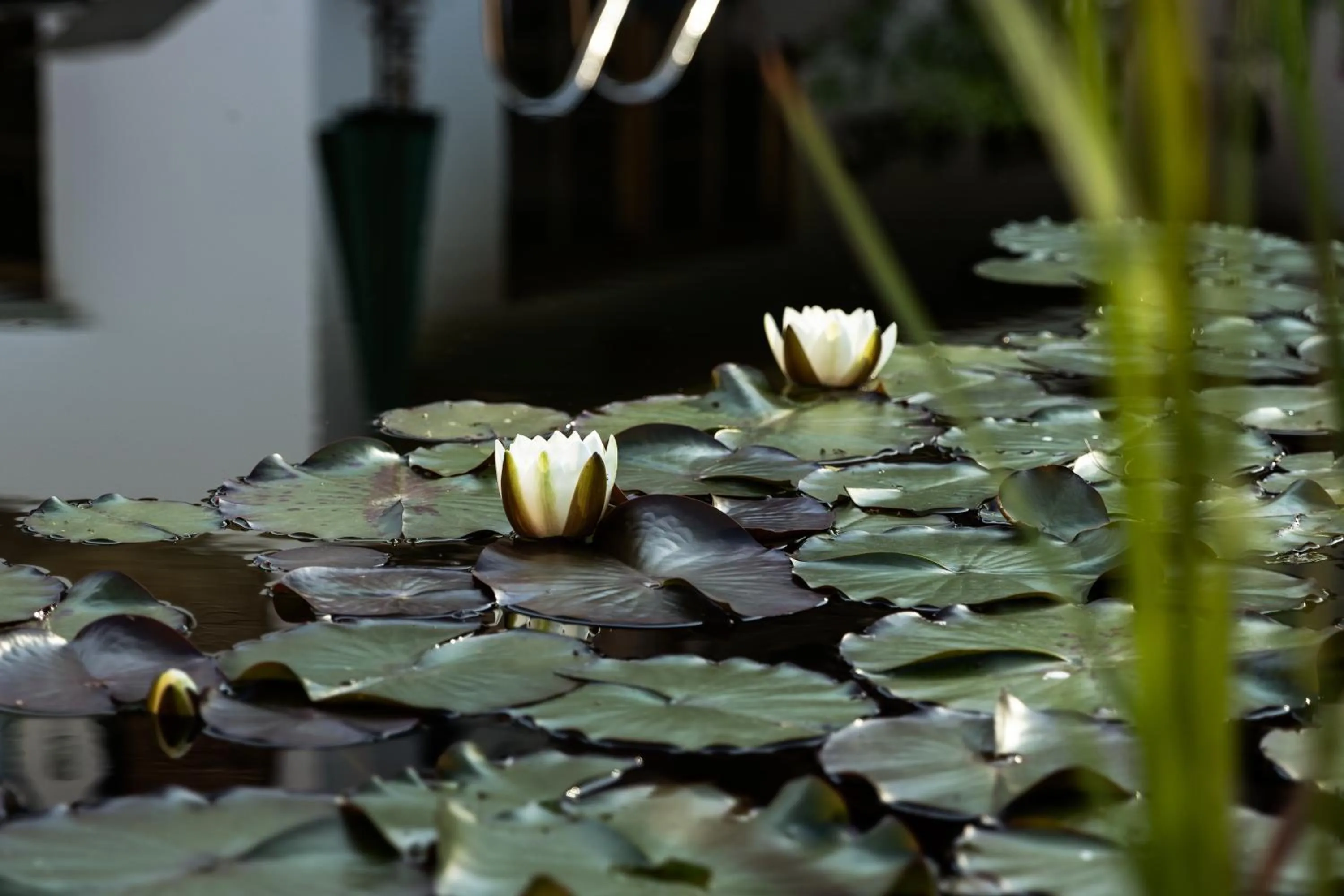 Patio in Flora - Das kleine Gartenhotel